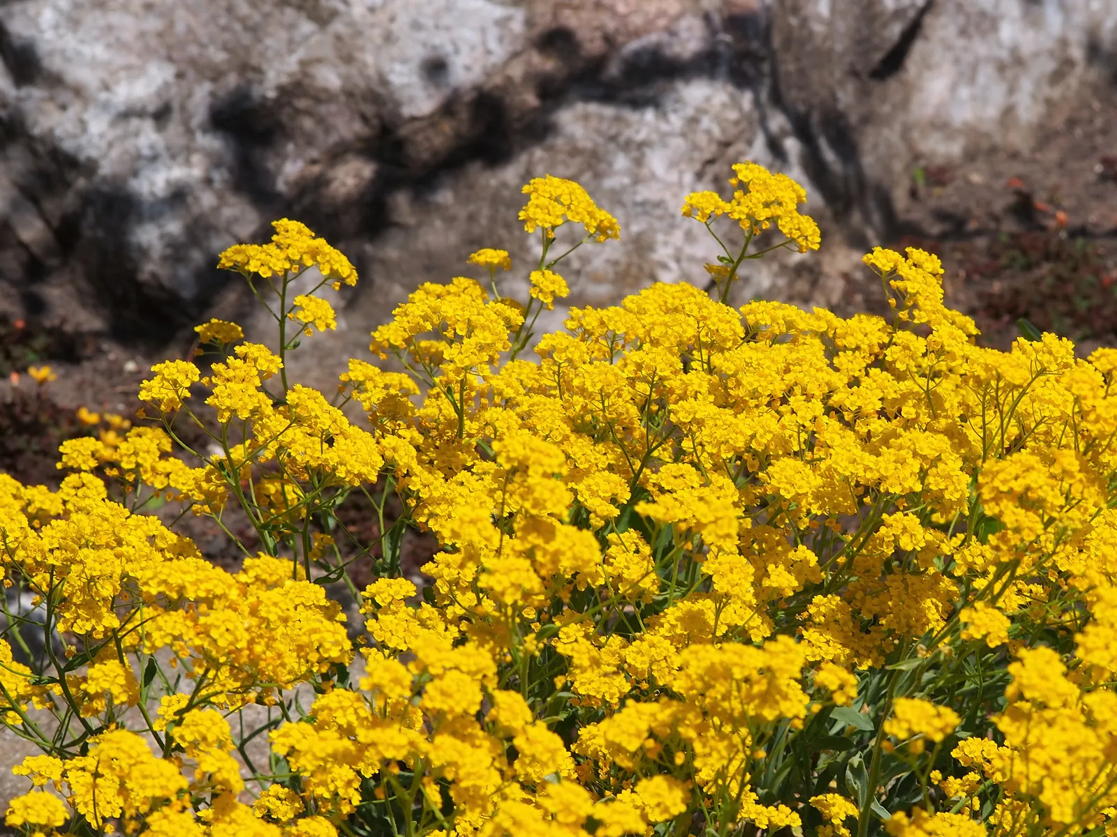 Basket Of Gold (Aurinia Saxatilis) — scientifically known as Aurinia saxatilis; ensuring it remains an effortless highlight in any landscape design