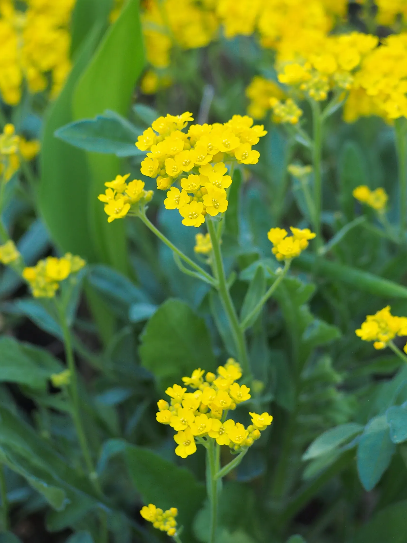 Basket Of Gold (Aurinia Saxatilis) — compact form but encourages a denser growth habit