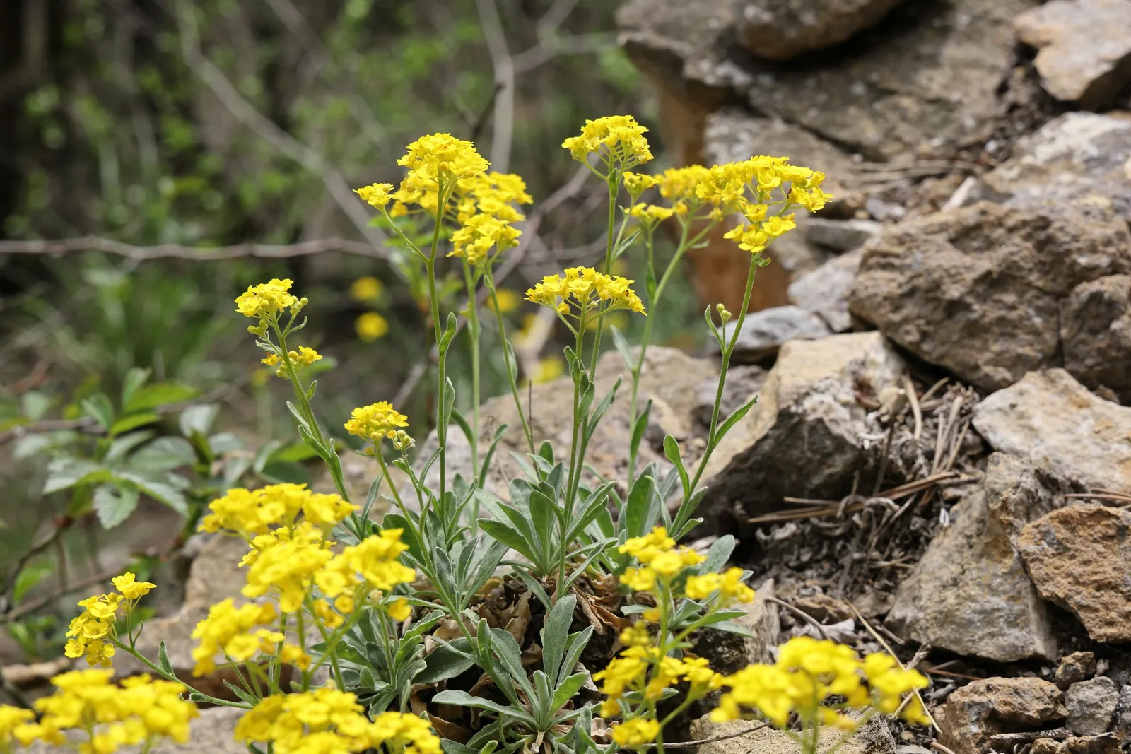 Basket Of Gold (Aurinia Saxatilis) — gold and yellow flowers in the garden