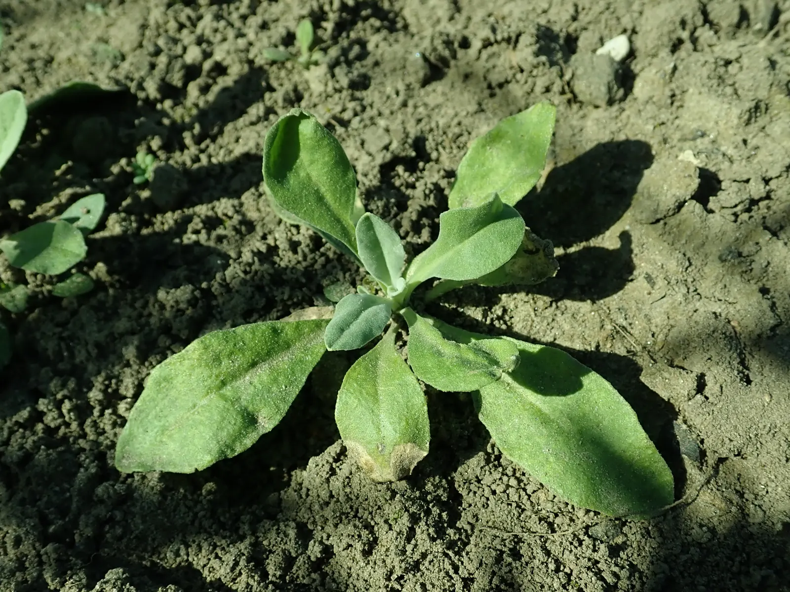 Basket Of Gold (Aurinia Saxatilis) — Thriving in USDA Hardiness Zones 3 to 7; up to 18 to 24 inches across, image 52