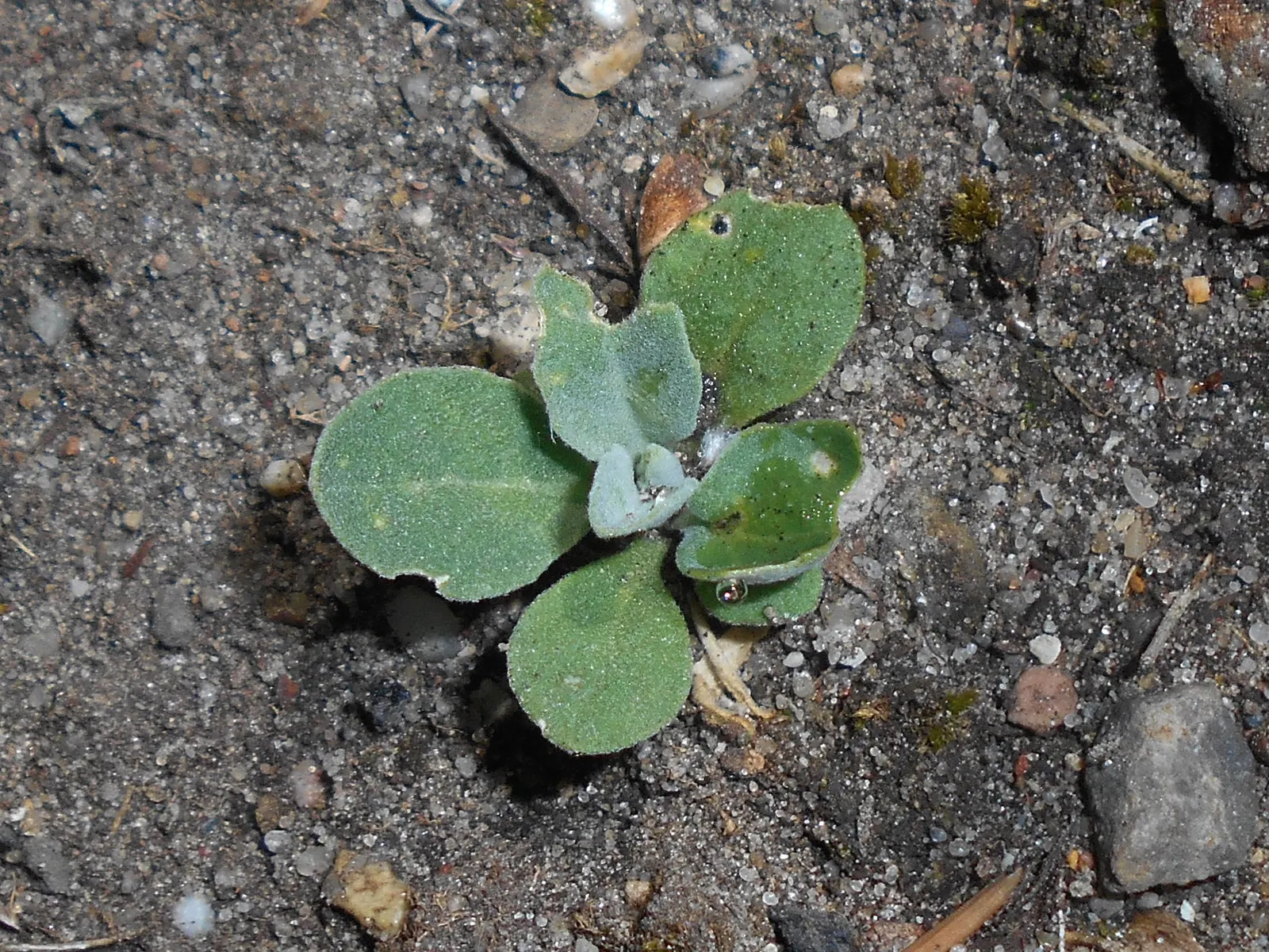 Basket Of Gold (Aurinia Saxatilis) — The Basket of Gold's prostrate growth habit allows it to gracefully spill over rock walls or edge pathways; is, image 54