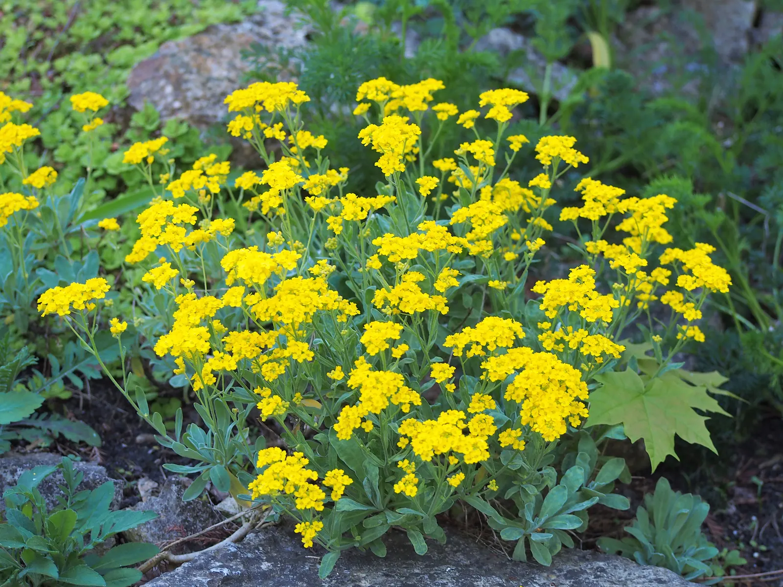 Basket Of Gold (Aurinia Saxatilis) — This charming perennial resists most pests and diseases; perennial with gold and yellow blooms