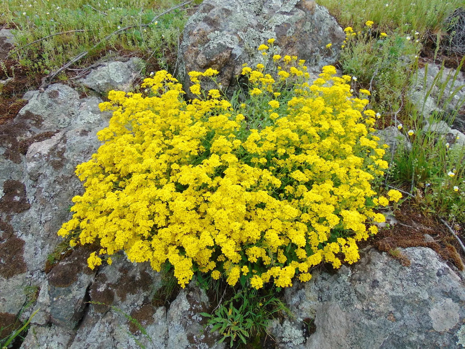 Basket Of Gold (Aurinia Saxatilis) — Hardy in zones 3-7, it thrives in well-drained soil and full sun; incorporate the Basket of Gold into rock, image 69