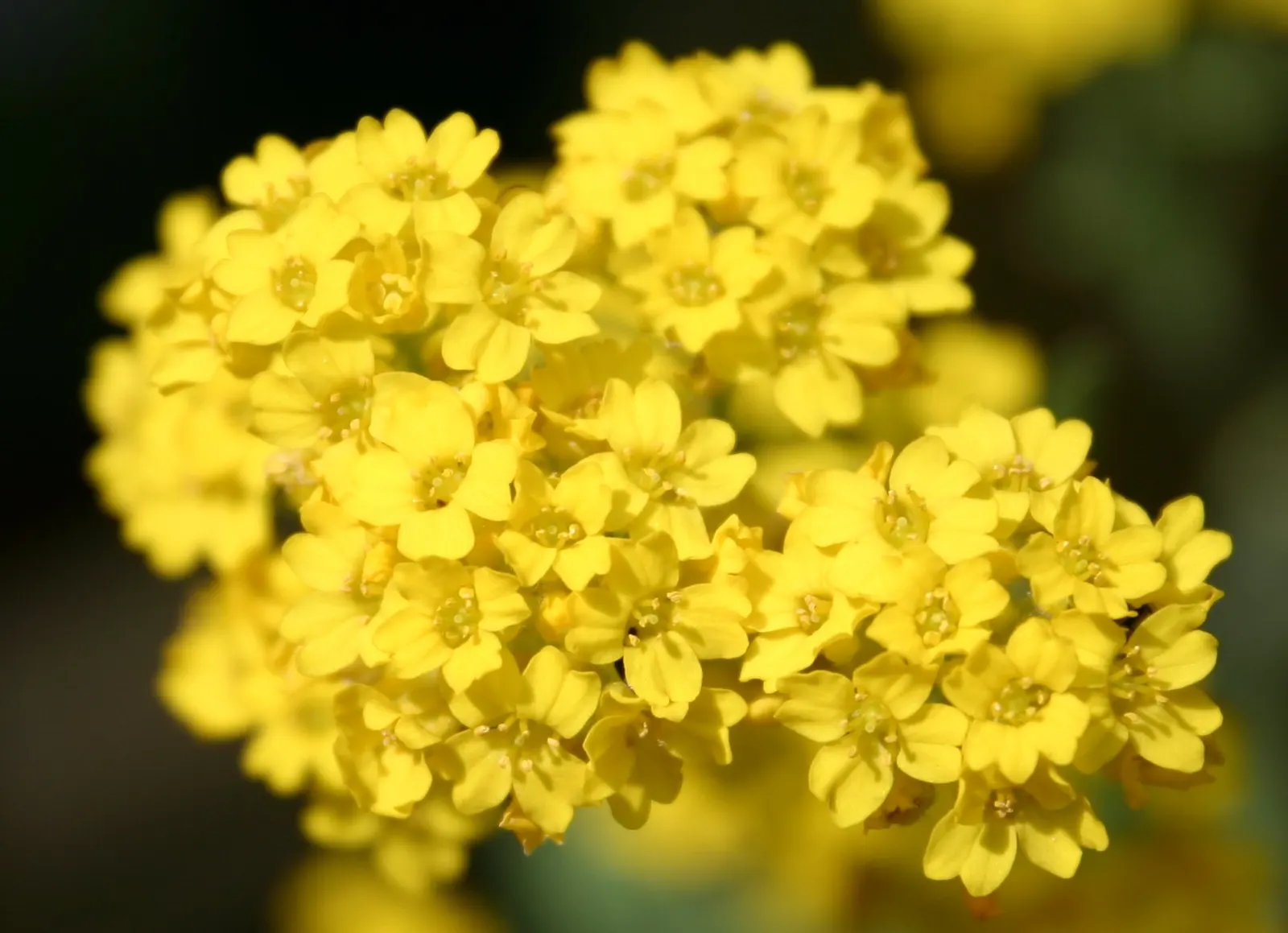 Basket Of Gold (Aurinia Saxatilis) — compact form but encourages a denser growth habit; surviving in both loamy and sandy soil types and exhibiting, image 59