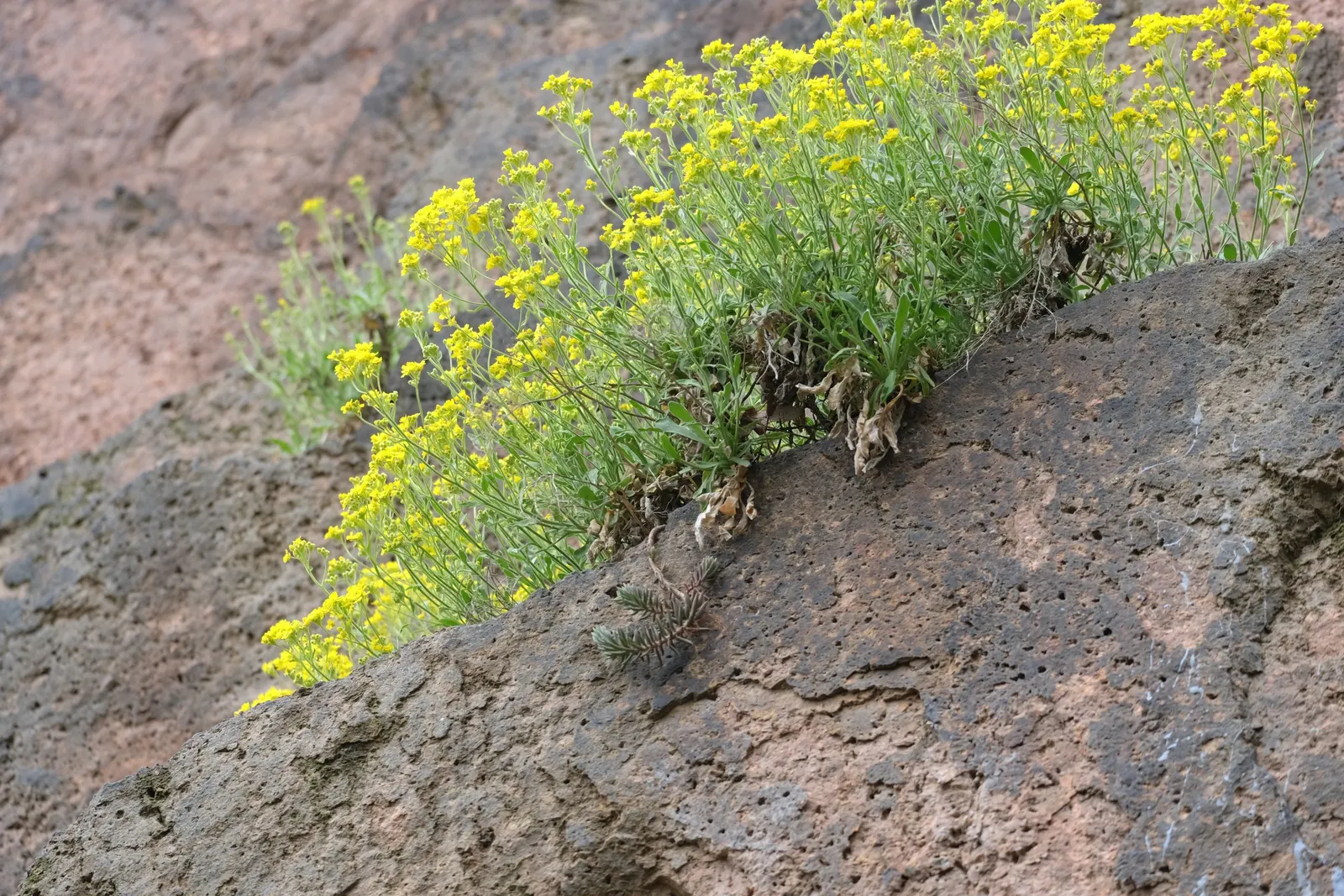 Basket Of Gold (Aurinia Saxatilis) — Thriving in USDA Hardiness Zones 3 to 7; up to 18 to 24 inches across, image 74