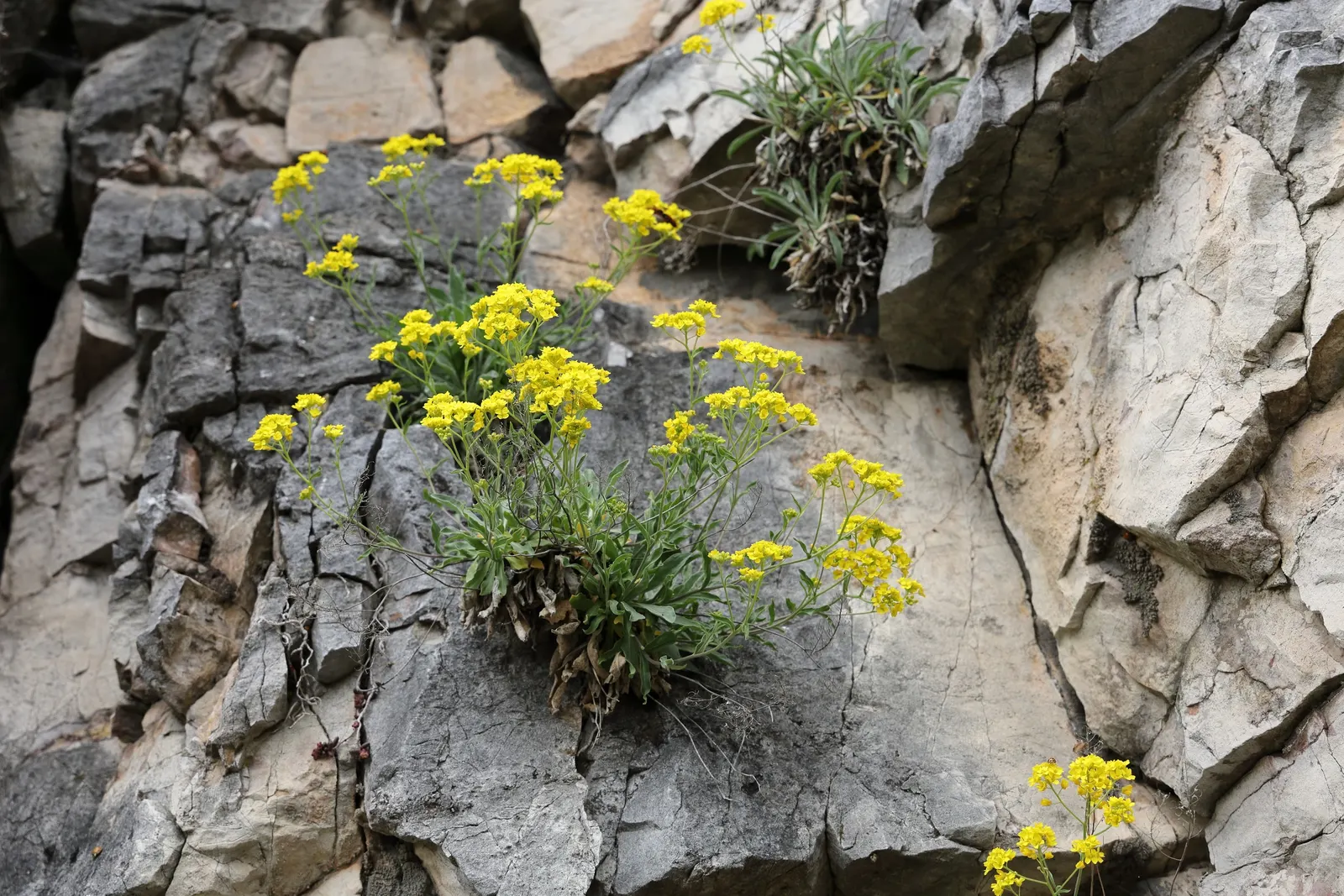 Basket Of Gold (Aurinia Saxatilis) — surviving in both loamy and sandy soil types and exhibiting excellent drought tolerance once established; is a, image 58