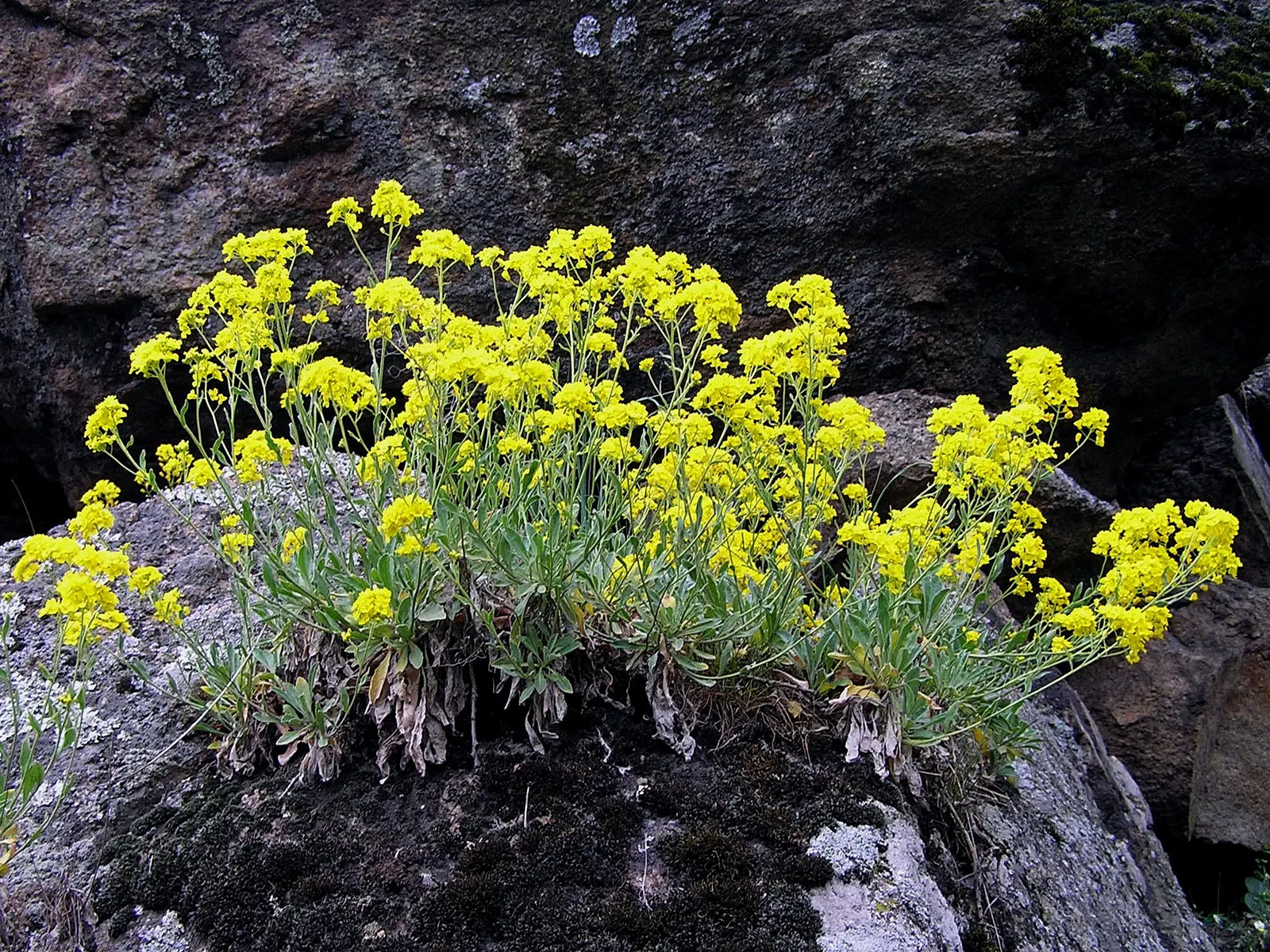 Basket Of Gold (Aurinia Saxatilis) — scientifically known as Aurinia saxatilis; ensuring it remains an effortless highlight in any landscape design, image 50