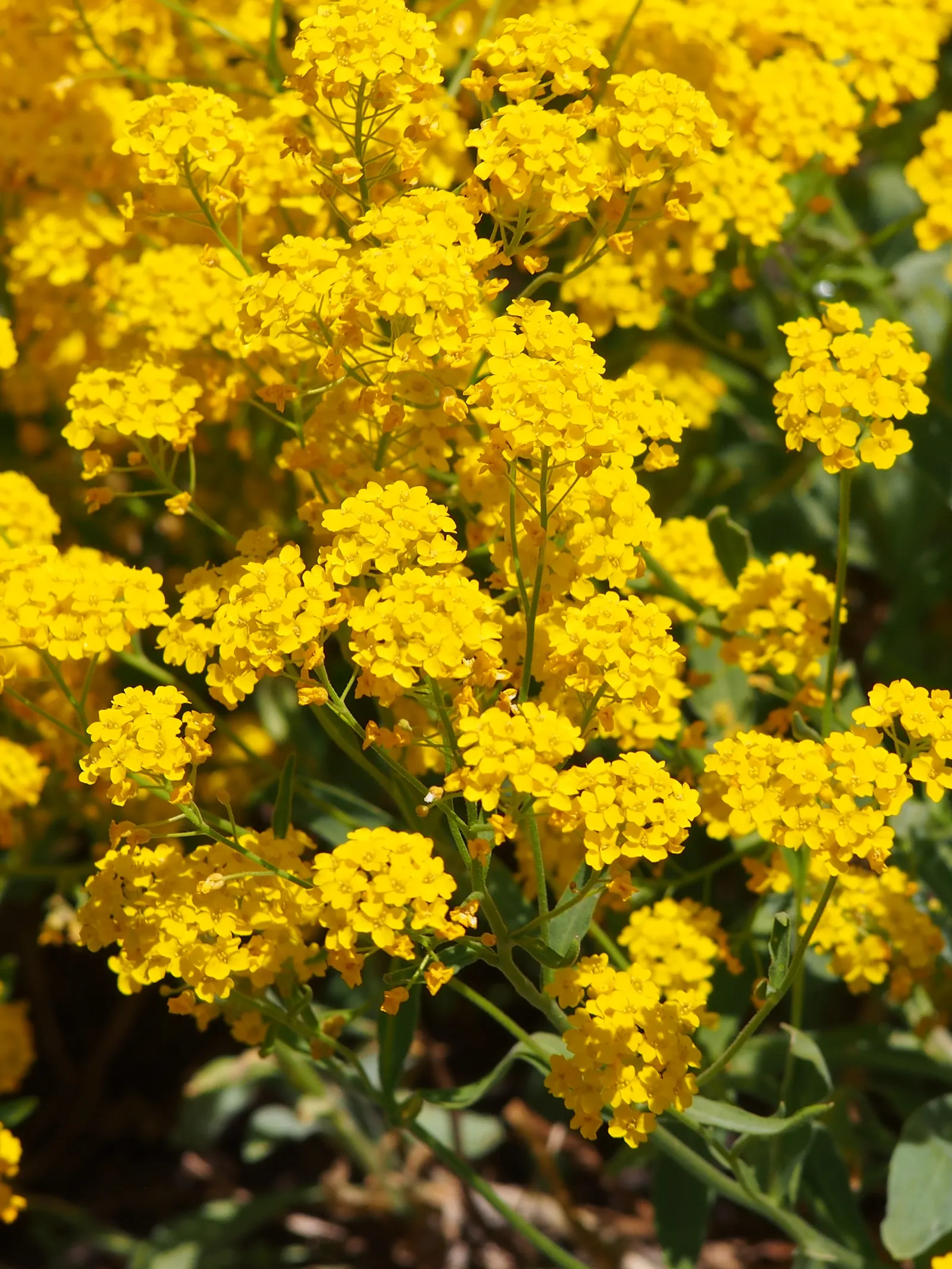 Basket Of Gold (Aurinia Saxatilis) — is a vibrant perennial prized for its striking masses of golden-yellow flowers; its bloom season is mid-to-late spring
