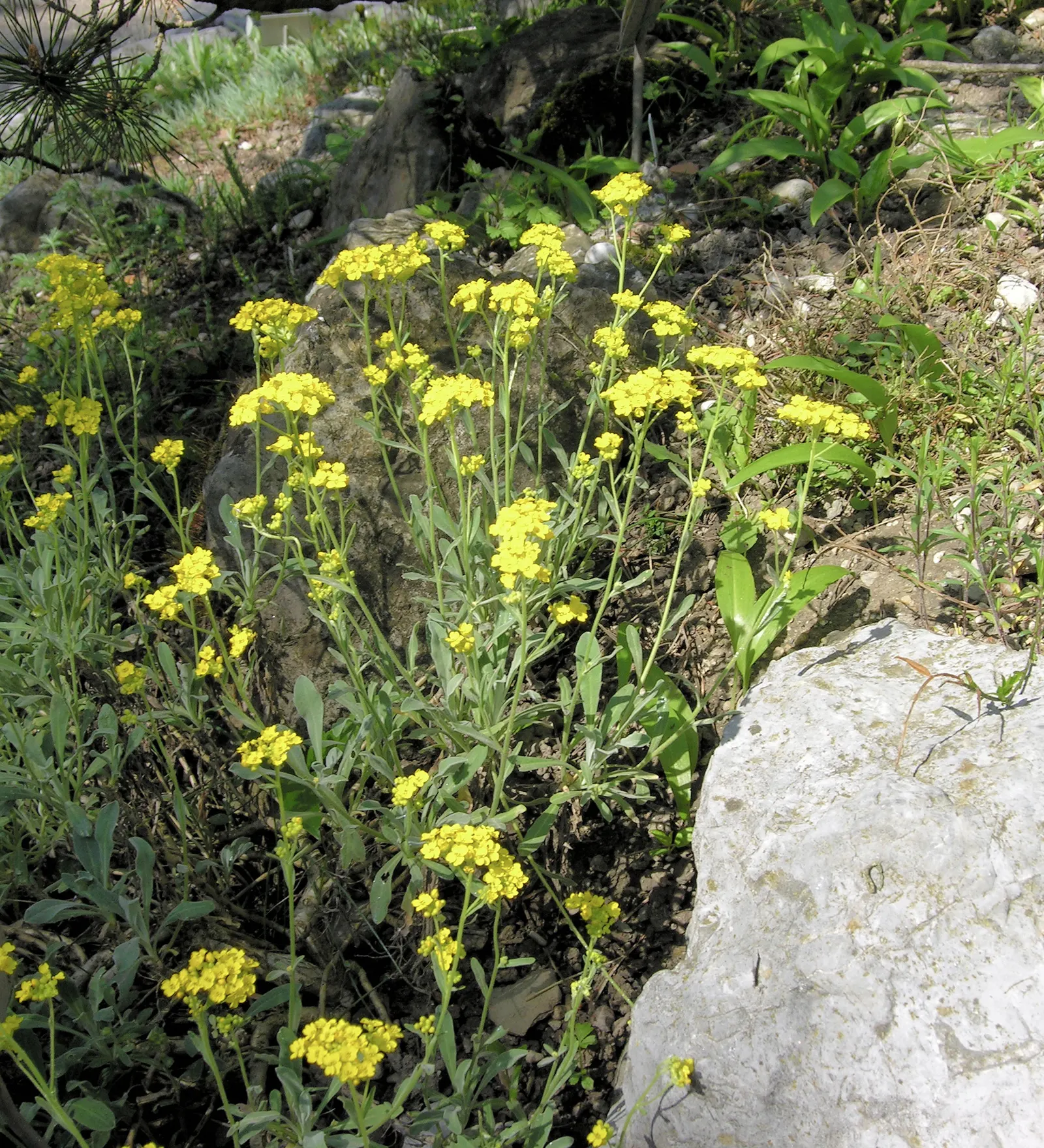 Basket Of Gold (Aurinia Saxatilis) — offering excellent ground cover and a striking contrast when paired with purple or blue flowering companions; the Basket