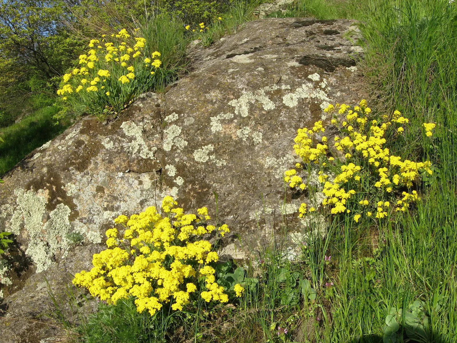 Basket Of Gold (Aurinia Saxatilis) — It prefers well-draining soil