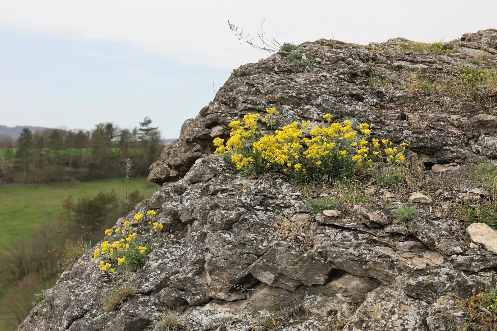 Basket Of Gold (Aurinia Saxatilis) — The Basket of Gold's prostrate growth habit allows it to gracefully spill over rock walls or edge pathways