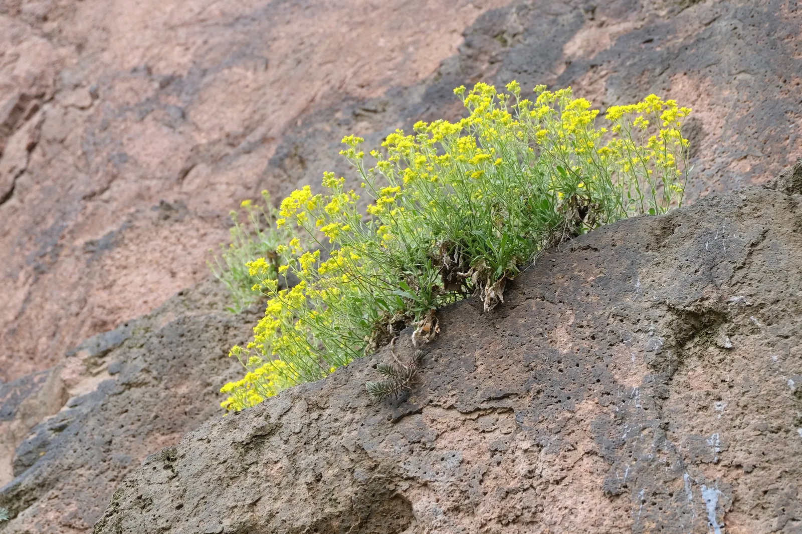 Basket Of Gold (Aurinia Saxatilis) — up to 18 to 24 inches across; this charming perennial resists most pests and diseases, image 75