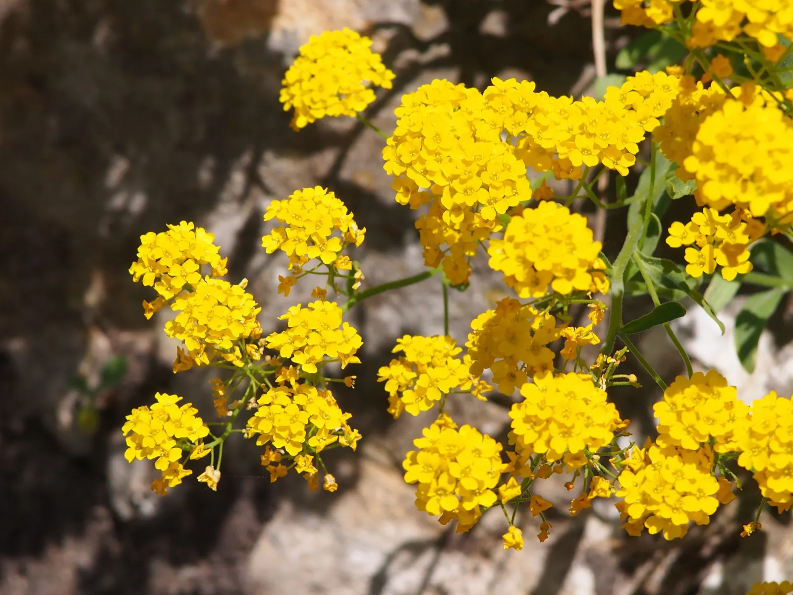 Basket Of Gold (Aurinia Saxatilis) — compact form but encourages a denser growth habit; surviving in both loamy and sandy soil types and exhibiting excellent