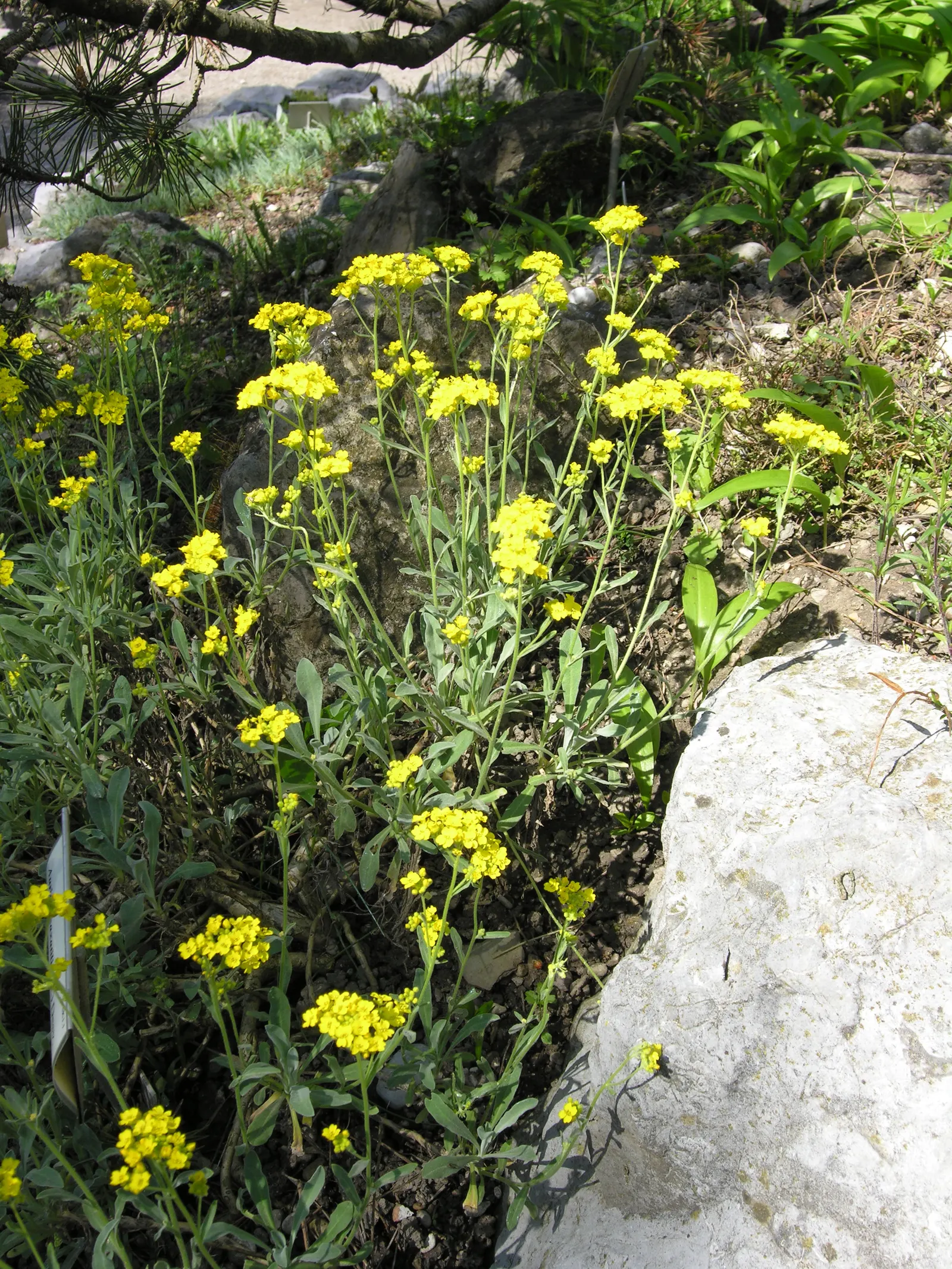 Basket Of Gold (Aurinia Saxatilis) — Incorporate the Basket of Gold into rock gardens; it prefers well-draining soil, image 62