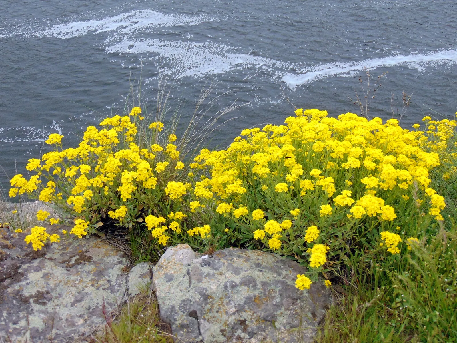 Basket Of Gold (Aurinia Saxatilis) — Ideal for rock gardens, this low-growing plant reaches 6-12 inches high and spreads up to 18 inches wide; the foliage