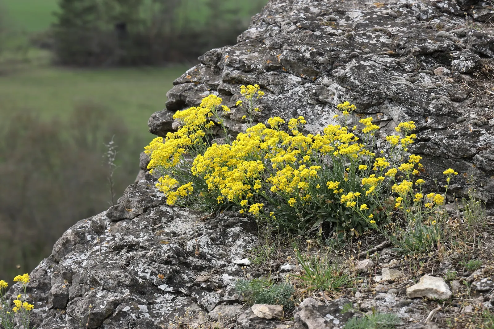 Basket Of Gold (Aurinia Saxatilis) — Hardy in zones 3-7, it thrives in well-drained soil and full sun; incorporate the Basket of Gold into rock, image 47