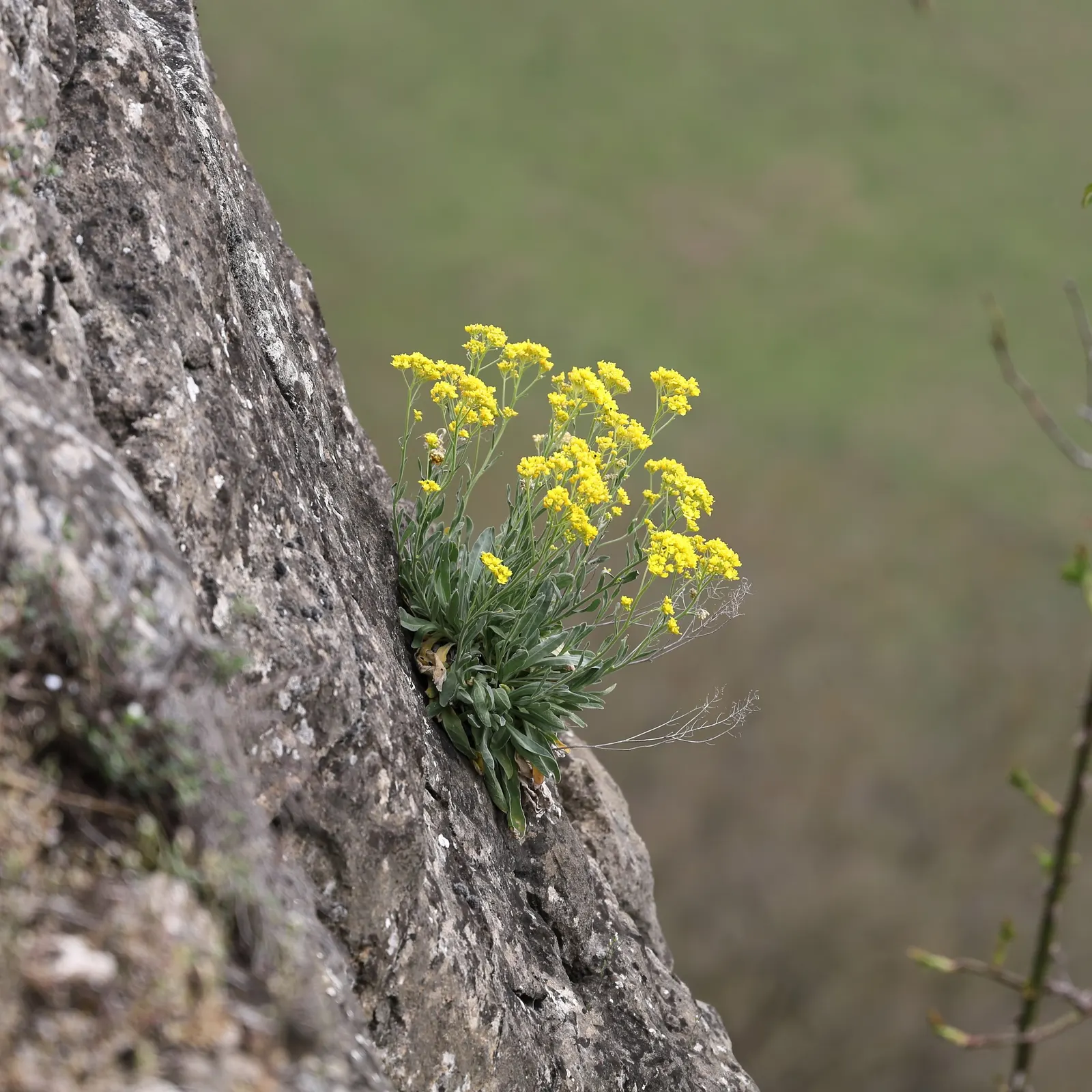 Basket Of Gold (Aurinia Saxatilis) — although the most prolific flowering is achieved under full sun exposure; compact form but encourages a denser, image 56