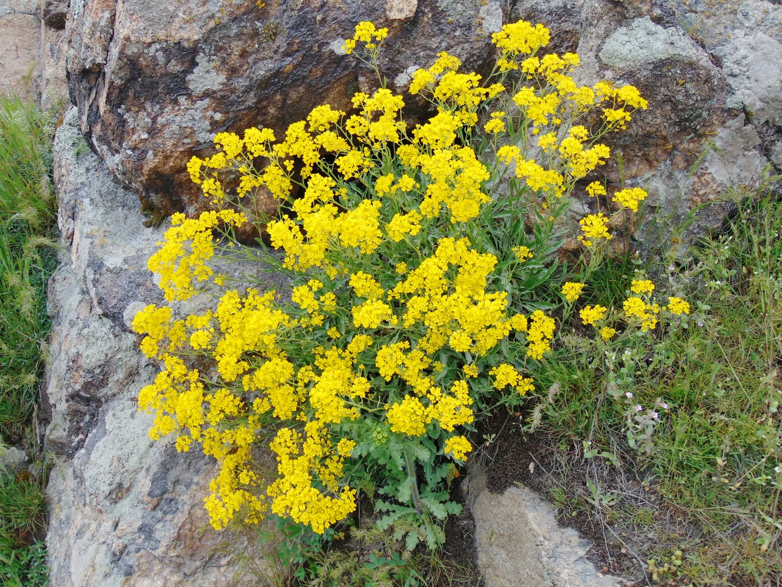 Basket Of Gold (Aurinia Saxatilis) — surviving in both loamy and sandy soil types and exhibiting excellent drought tolerance once established