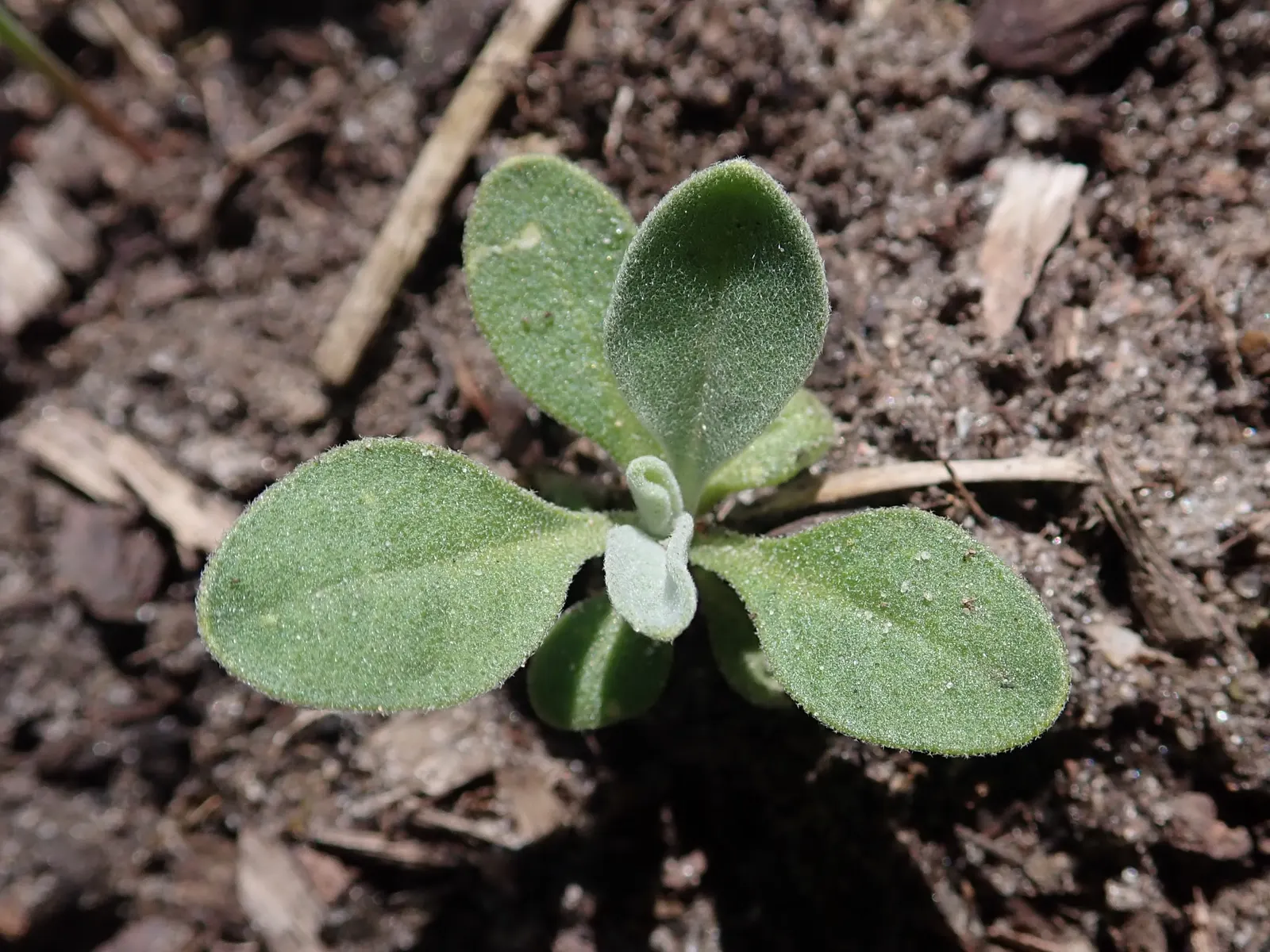Basket Of Gold (Aurinia Saxatilis) — Thriving in USDA Hardiness Zones 3 to 7; up to 18 to 24 inches across