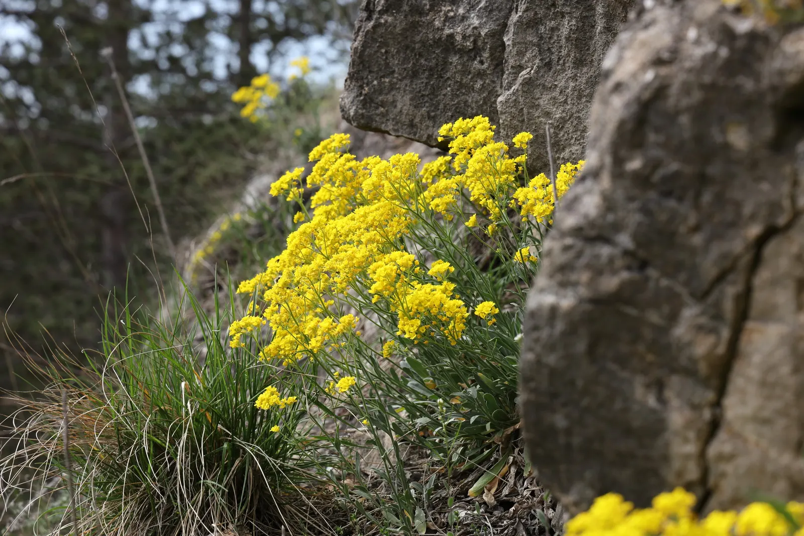 Basket Of Gold (Aurinia Saxatilis) — or as an accent in mixed borders for a guaranteed burst from its brilliant yellow blooms each year; gold and, image 63
