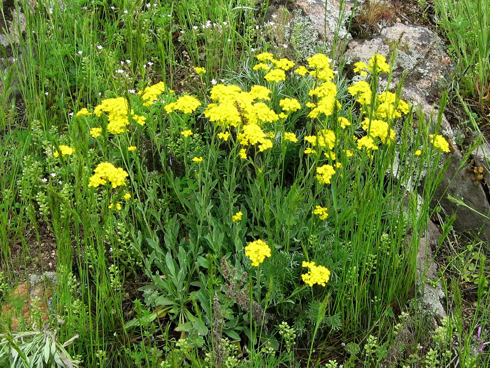 Basket Of Gold (Aurinia Saxatilis) — The foliage contrasts the bright blooms with its gray-green hue