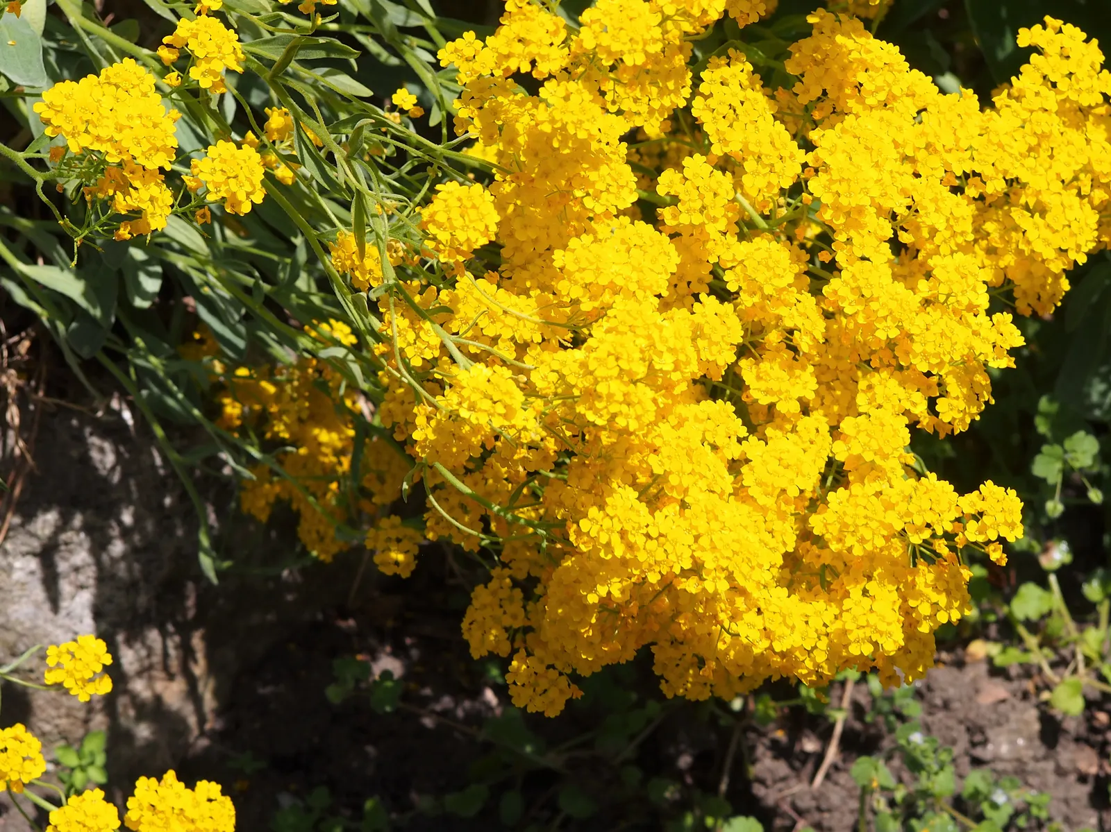 Basket Of Gold (Aurinia Saxatilis) — is a timeless perennial cherished for its abundant clusters of golden-yellow flowers; ideal for rock gardens, this