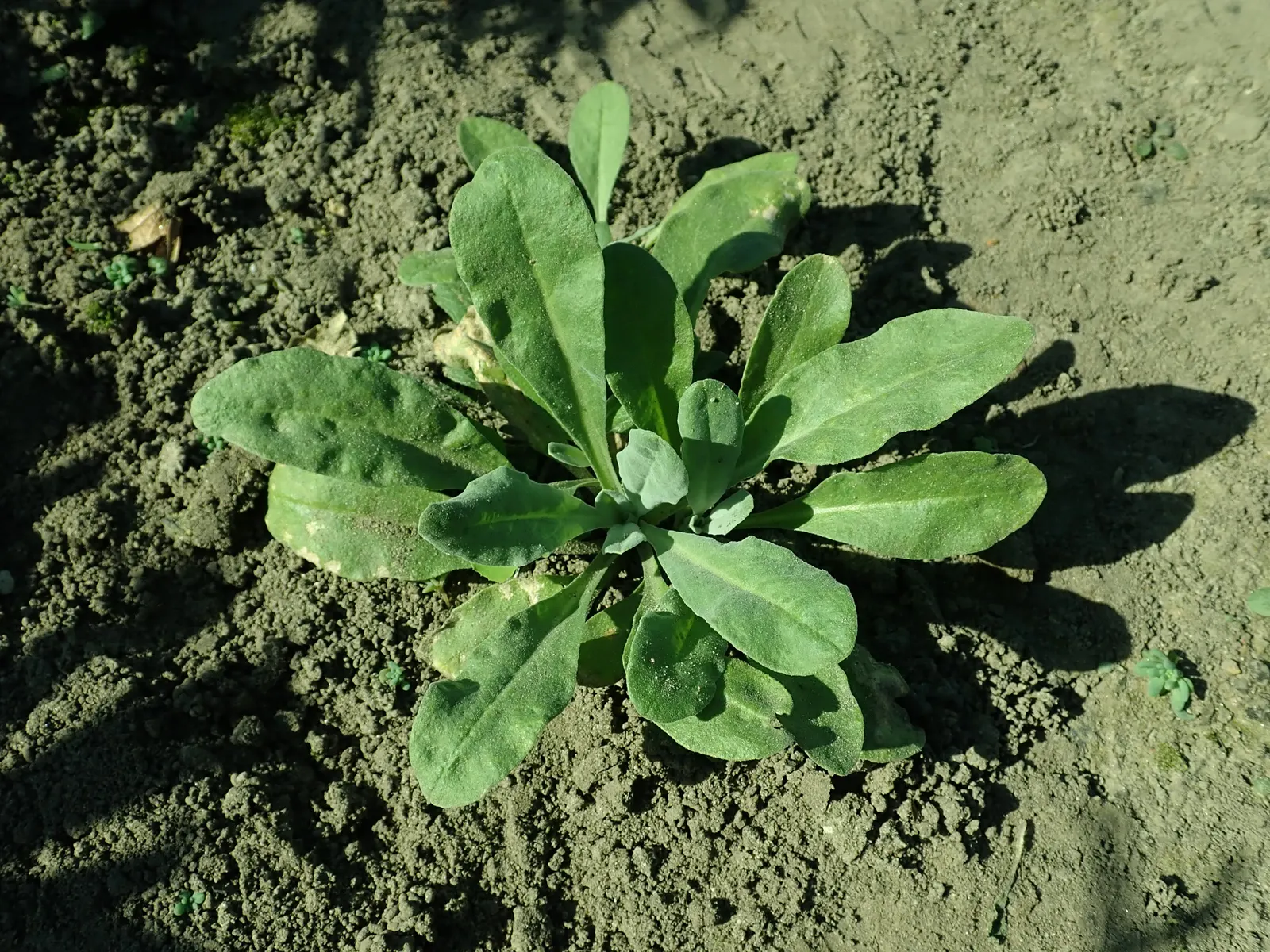 Basket Of Gold (Aurinia Saxatilis) — The foliage contrasts the bright blooms with its gray-green hue; thriving in USDA Hardiness Zones 3 to 7, image 55