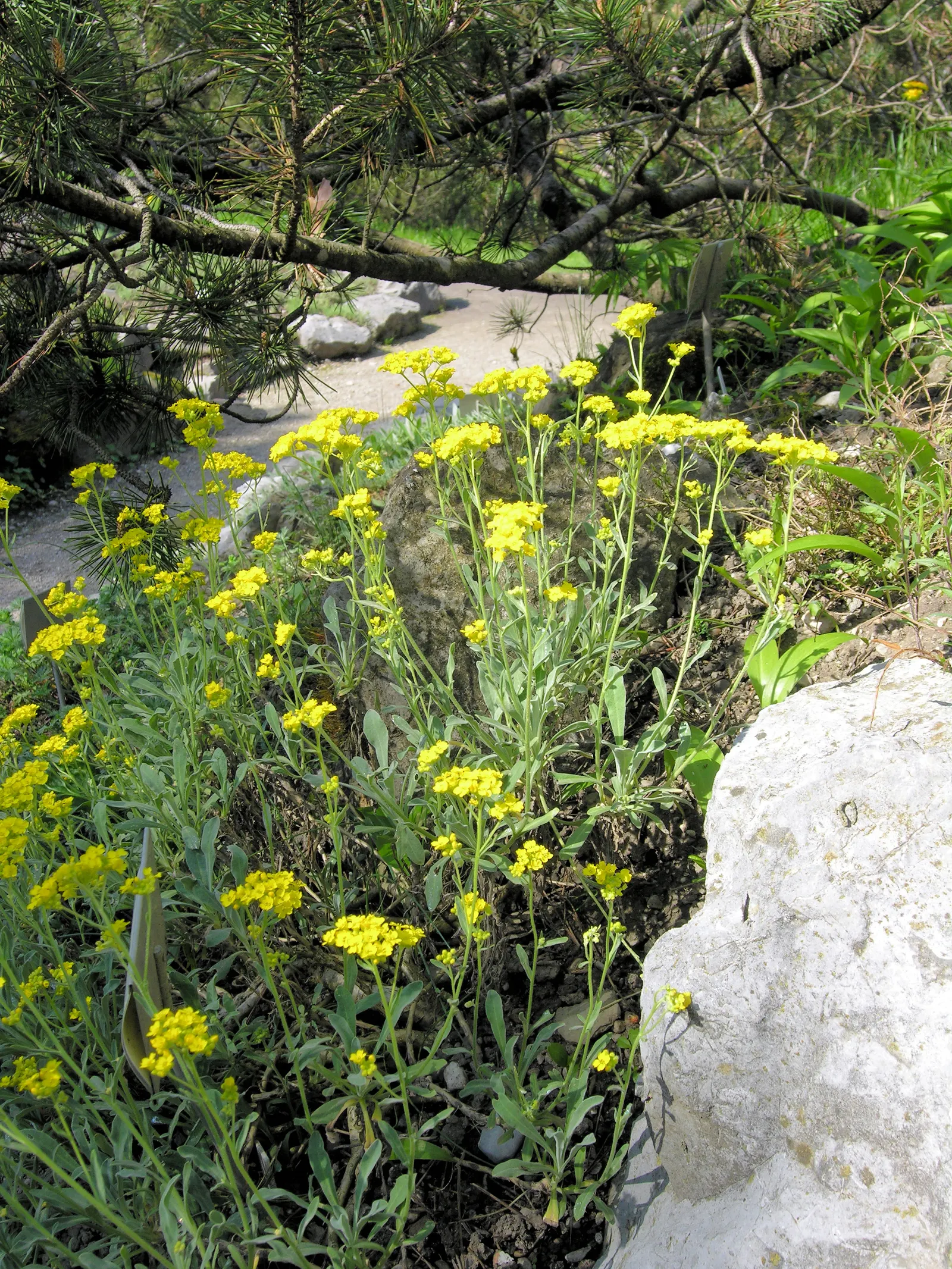 Basket Of Gold (Aurinia Saxatilis) — perennial for full