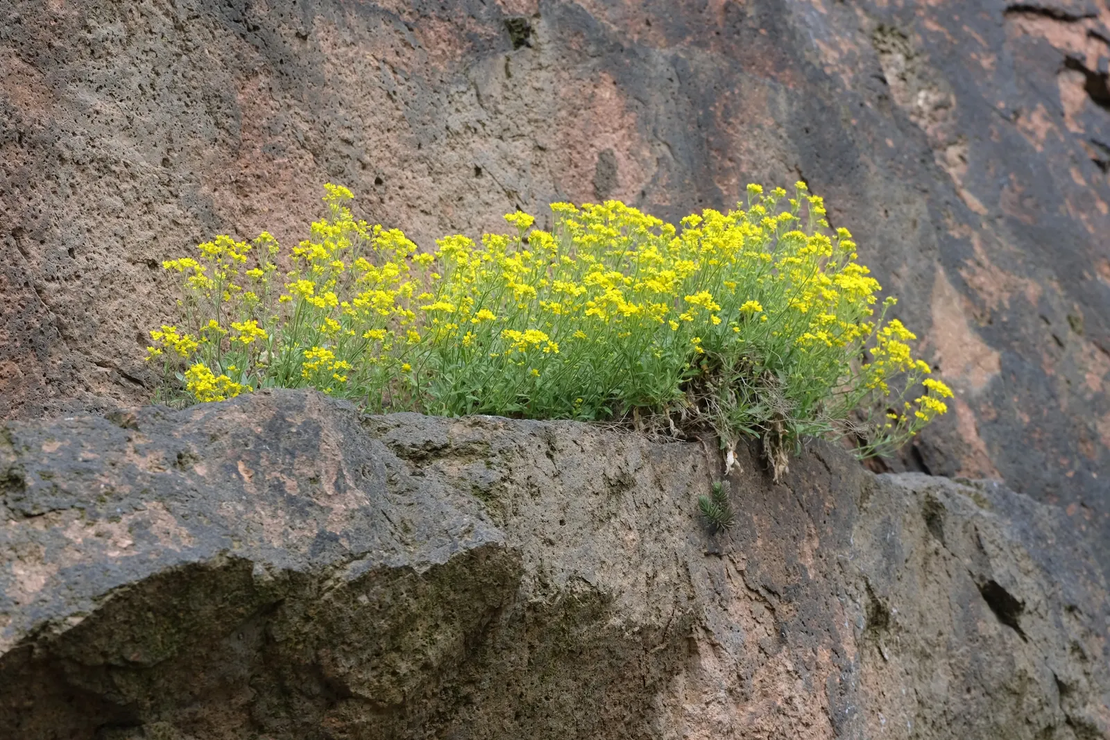 Basket Of Gold (Aurinia Saxatilis) — The Basket of Gold's prostrate growth habit allows it to gracefully spill over rock walls or edge pathways; is, image 76