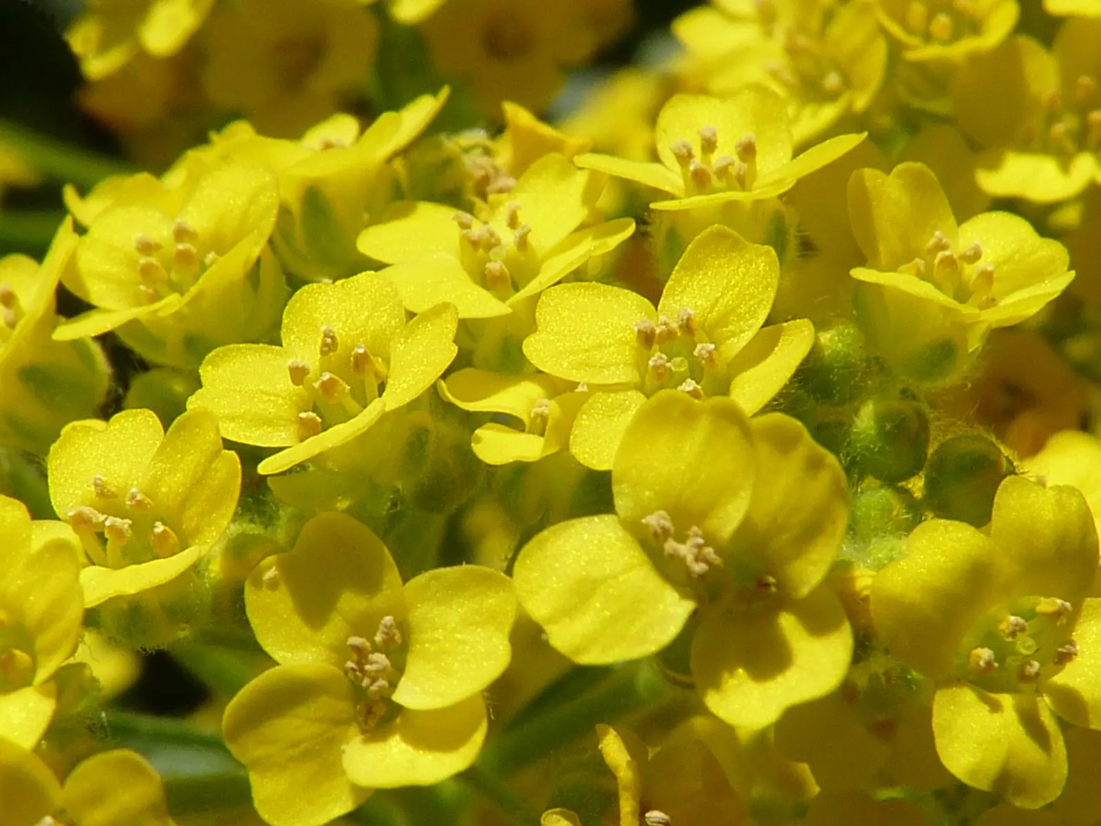 Basket Of Gold (Aurinia Saxatilis) — It prefers well-draining soil; perennial for full, image 79