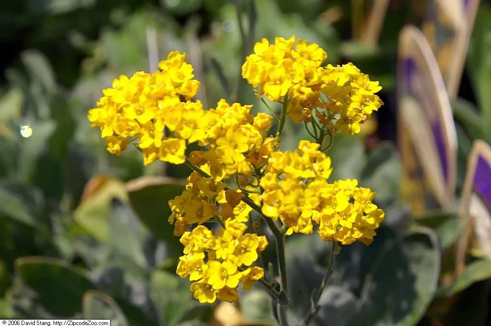 Basket Of Gold (Aurinia Saxatilis) — or as an accent in mixed borders for a guaranteed burst from its brilliant yellow blooms each year; gold and yellow