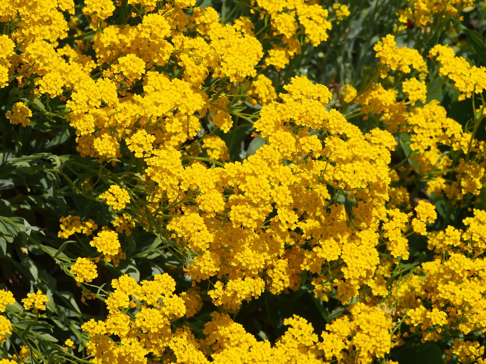 Basket Of Gold (Aurinia Saxatilis) — It prefers well-draining soil; perennial for full, image 57