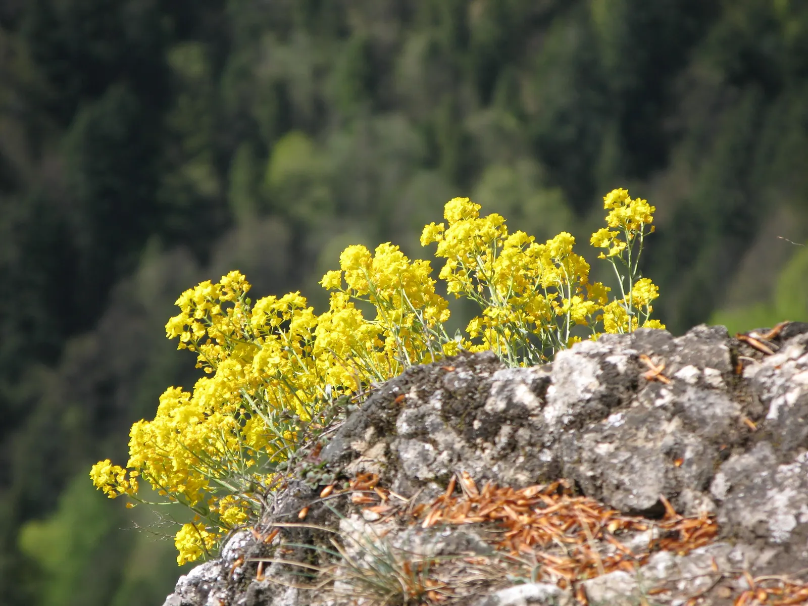 Basket Of Gold (Aurinia Saxatilis) — offering excellent ground cover and a striking contrast when paired with purple or blue flowering companions, image 71