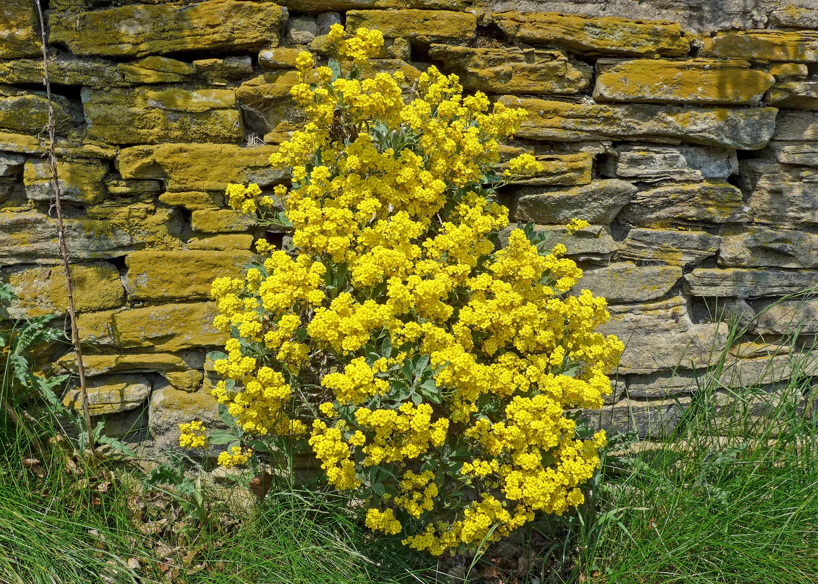 Basket Of Gold (Aurinia Saxatilis) — Incorporate the Basket of Gold into rock gardens; it prefers well-draining soil