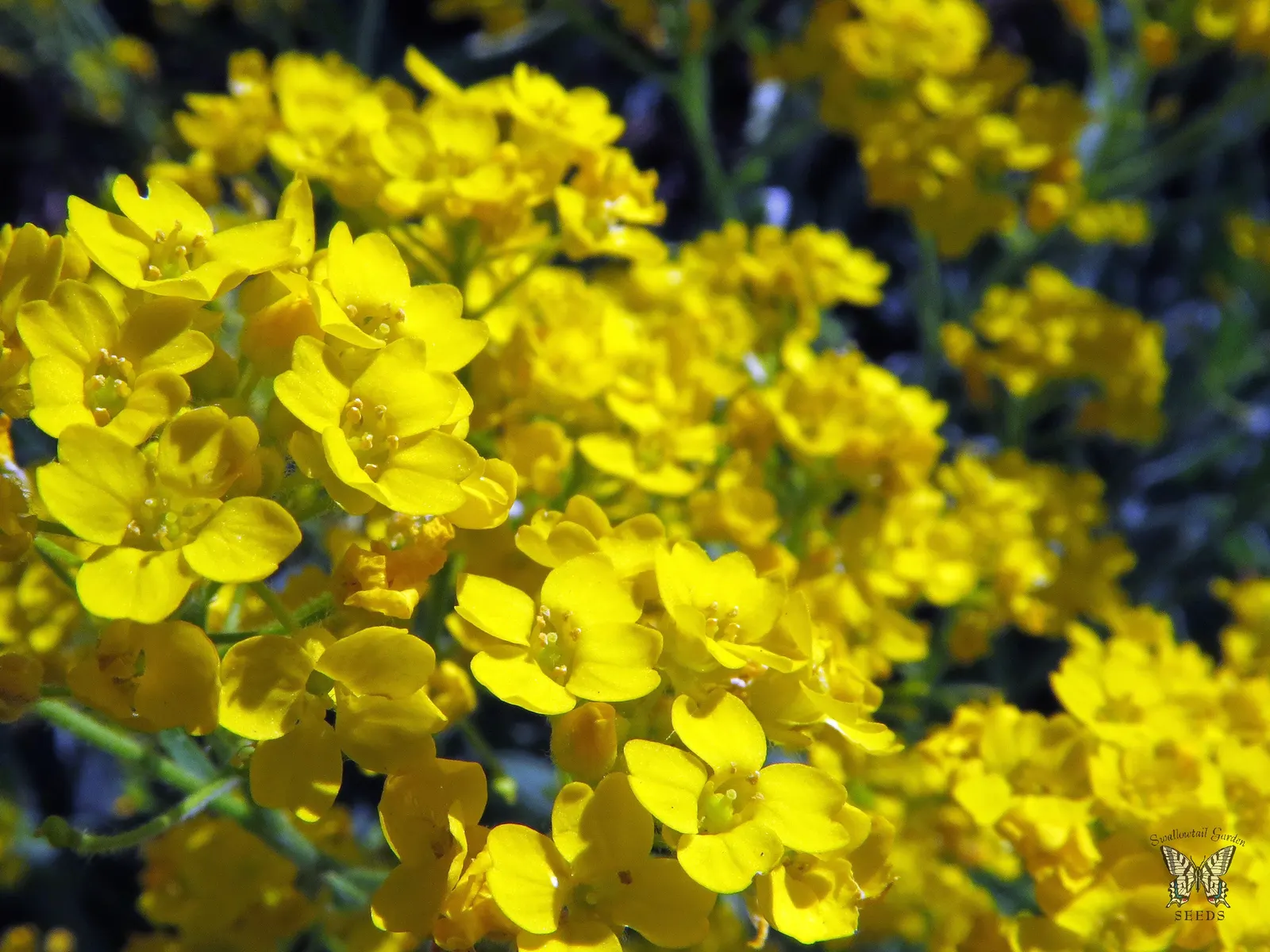 Basket Of Gold (Aurinia Saxatilis) — perennial for full; or as an accent in mixed borders for a guaranteed burst from its brilliant yellow blooms each year
