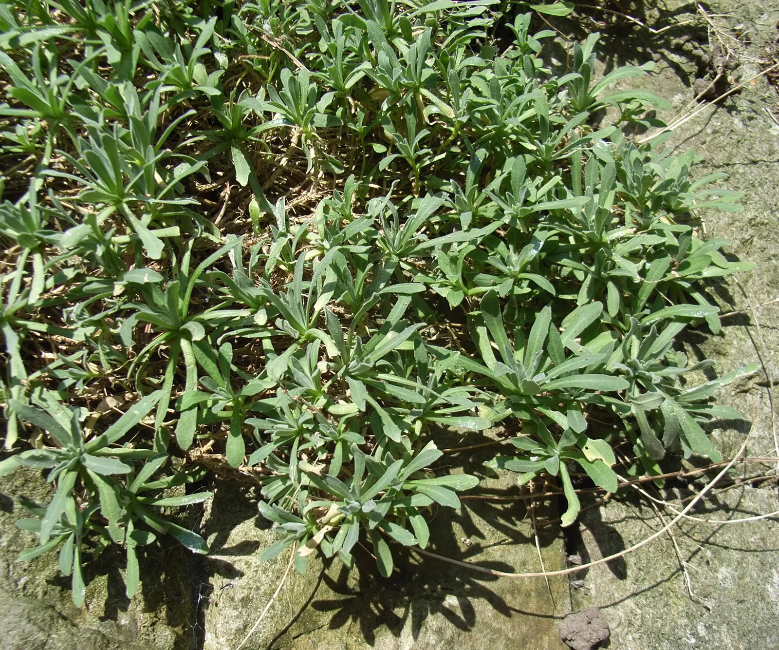 Basket Of Gold (Aurinia Saxatilis) — Its bloom season is mid-to-late spring; hardy in zones 3-7, it thrives in well-drained soil and full sun, image 70