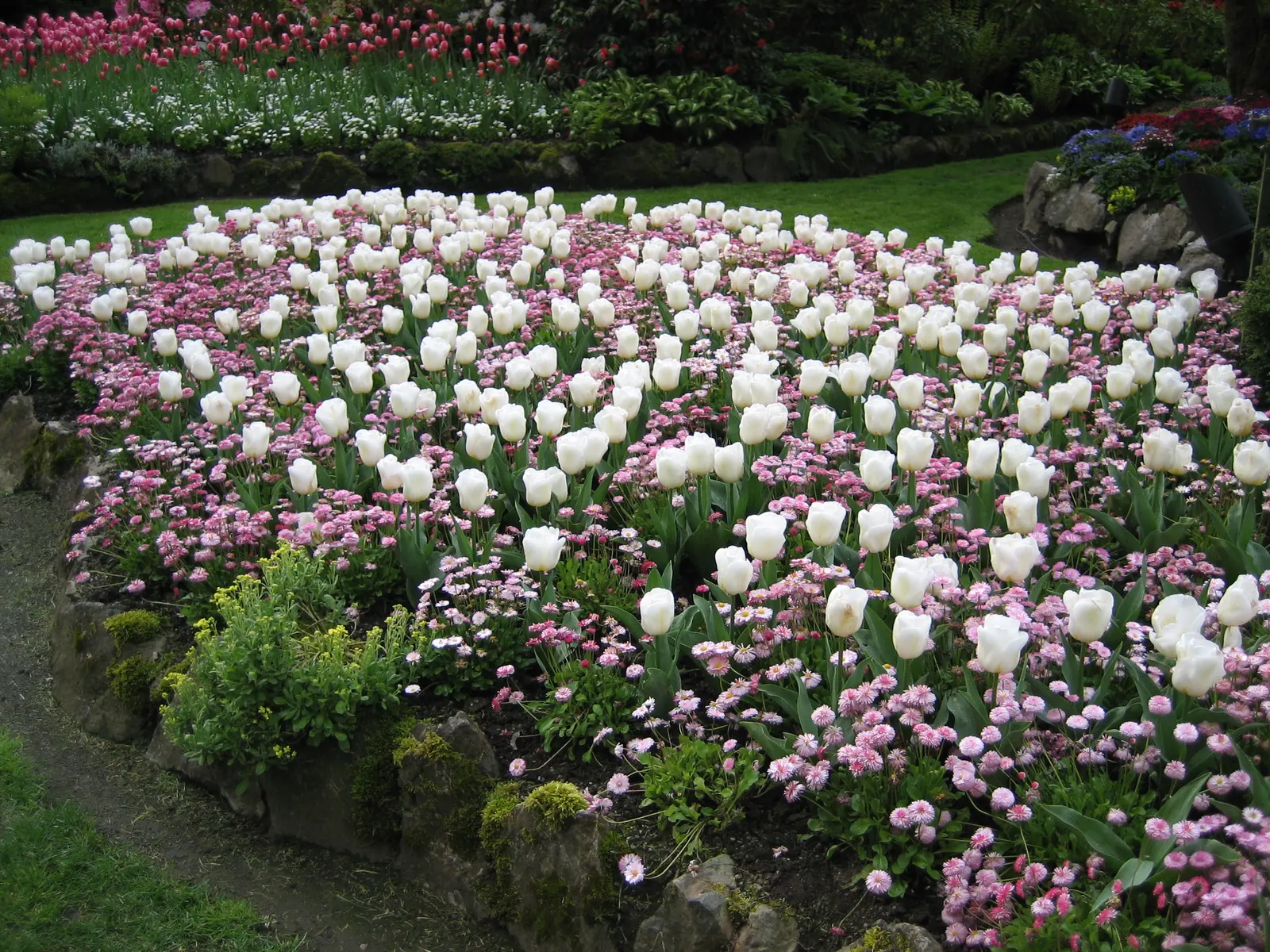 Basket Of Gold (Aurinia Saxatilis) — offering excellent ground cover and a striking contrast when paired with purple or blue flowering companions, image 49