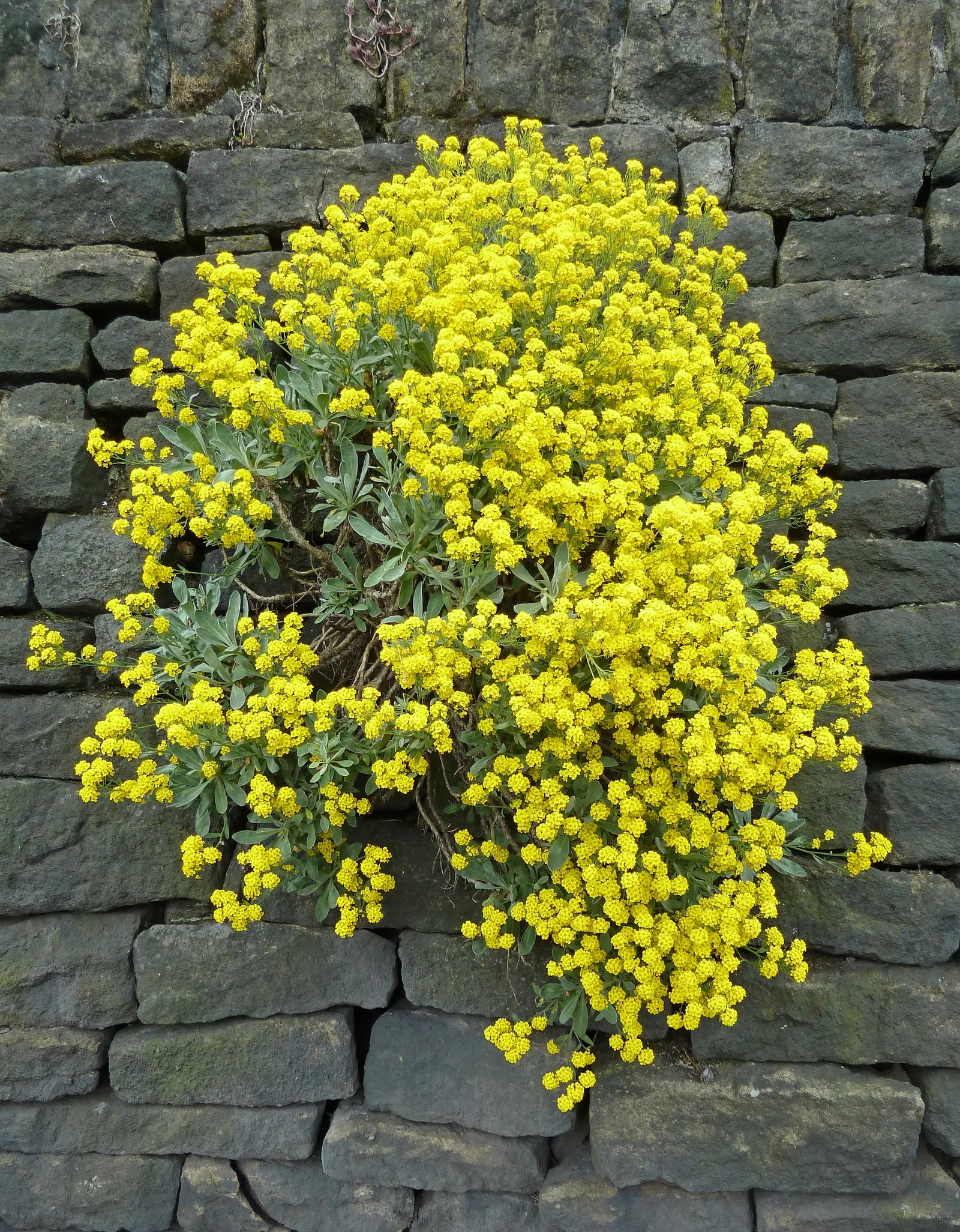 Basket Of Gold (Aurinia Saxatilis) — is a timeless perennial cherished for its abundant clusters of golden-yellow flowers; ideal for rock gardens, image 73