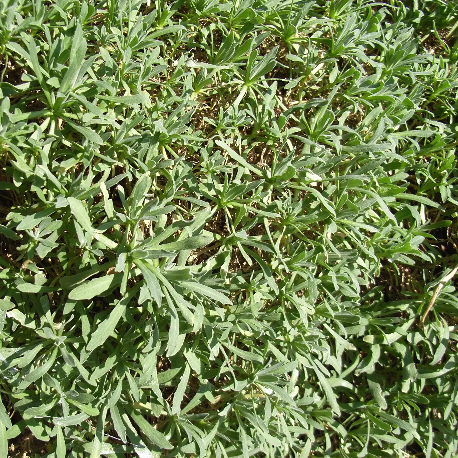 Basket Of Gold (Aurinia Saxatilis) — surviving in both loamy and sandy soil types and exhibiting excellent drought tolerance once established; is a timeless