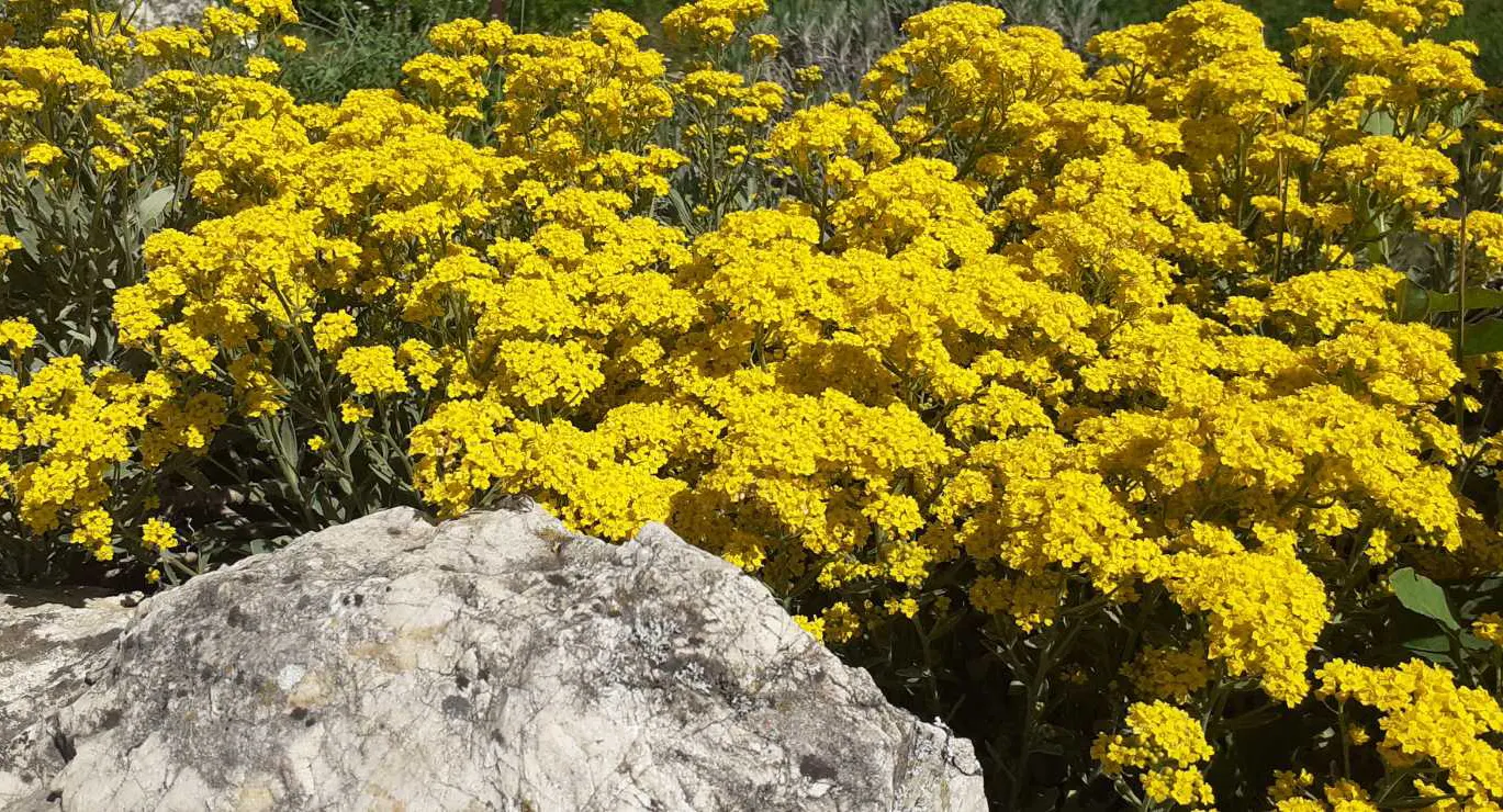 Basket Of Gold (Aurinia Saxatilis) — scientifically known as Aurinia saxatilis
