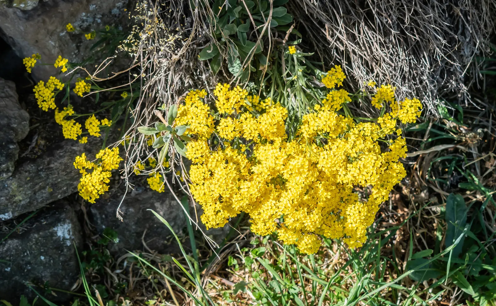 Basket Of Gold (Aurinia Saxatilis) — Its bloom season is mid-to-late spring