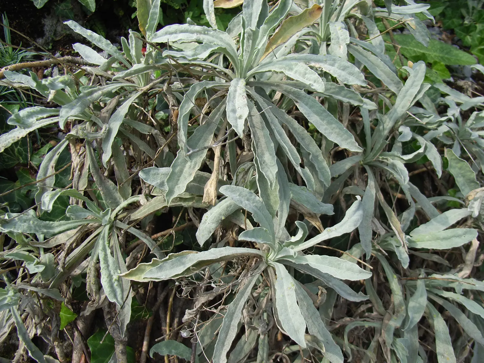 Basket Of Gold (Aurinia Saxatilis) — Thriving in USDA Hardiness Zones 3 to 7