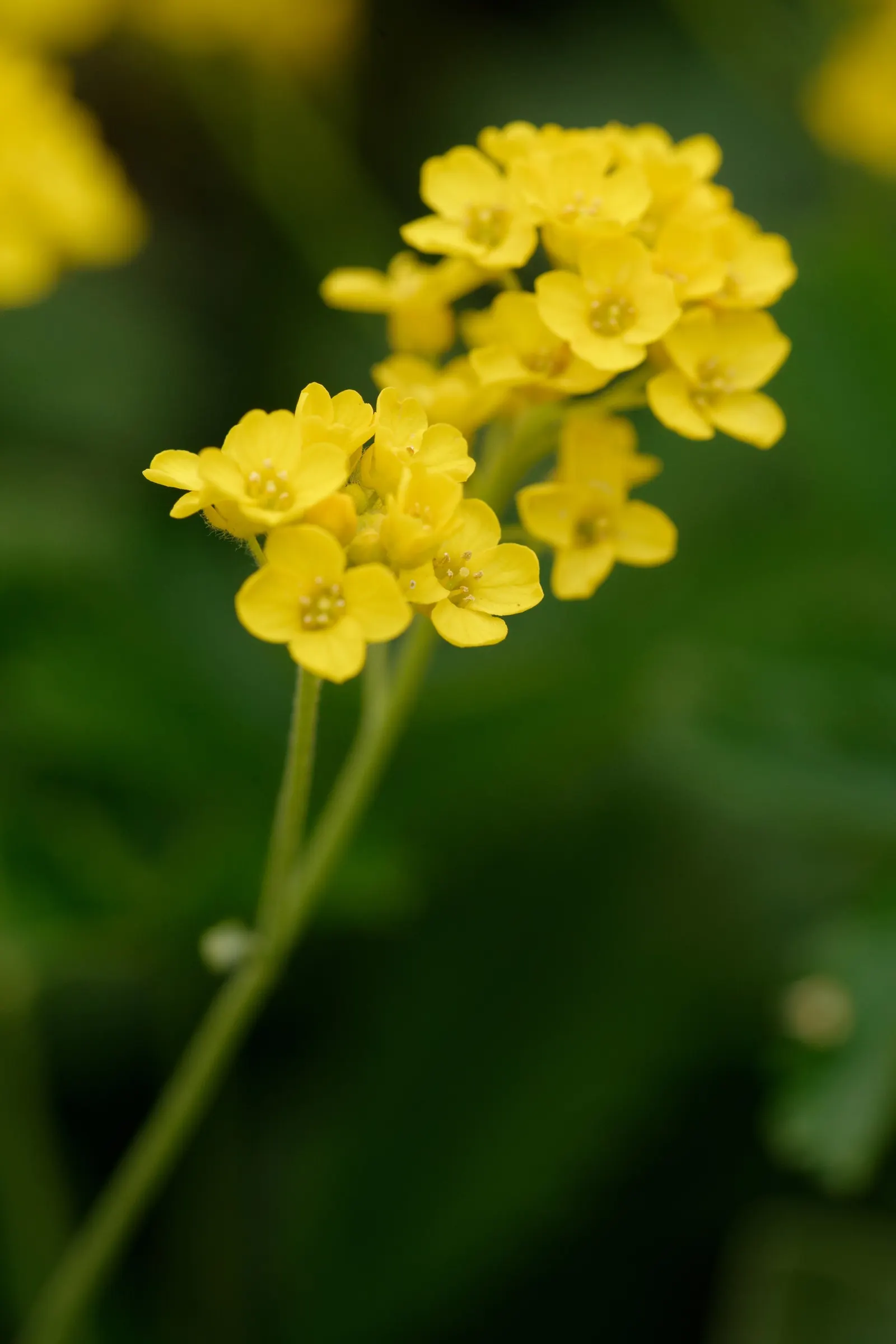 Basket Of Gold (Aurinia Saxatilis) — although the most prolific flowering is achieved under full sun exposure; compact form but encourages a denser, image 78