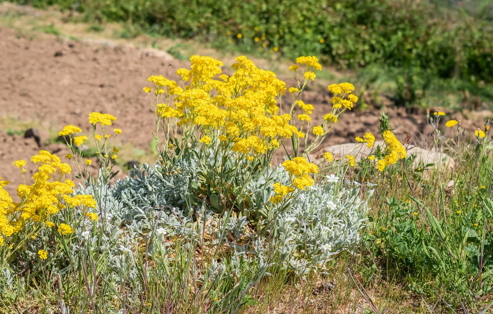 Basket Of Gold (Aurinia Saxatilis) — Ideal for rock gardens, this low-growing plant reaches 6-12 inches high and spreads up to 18 inches wide