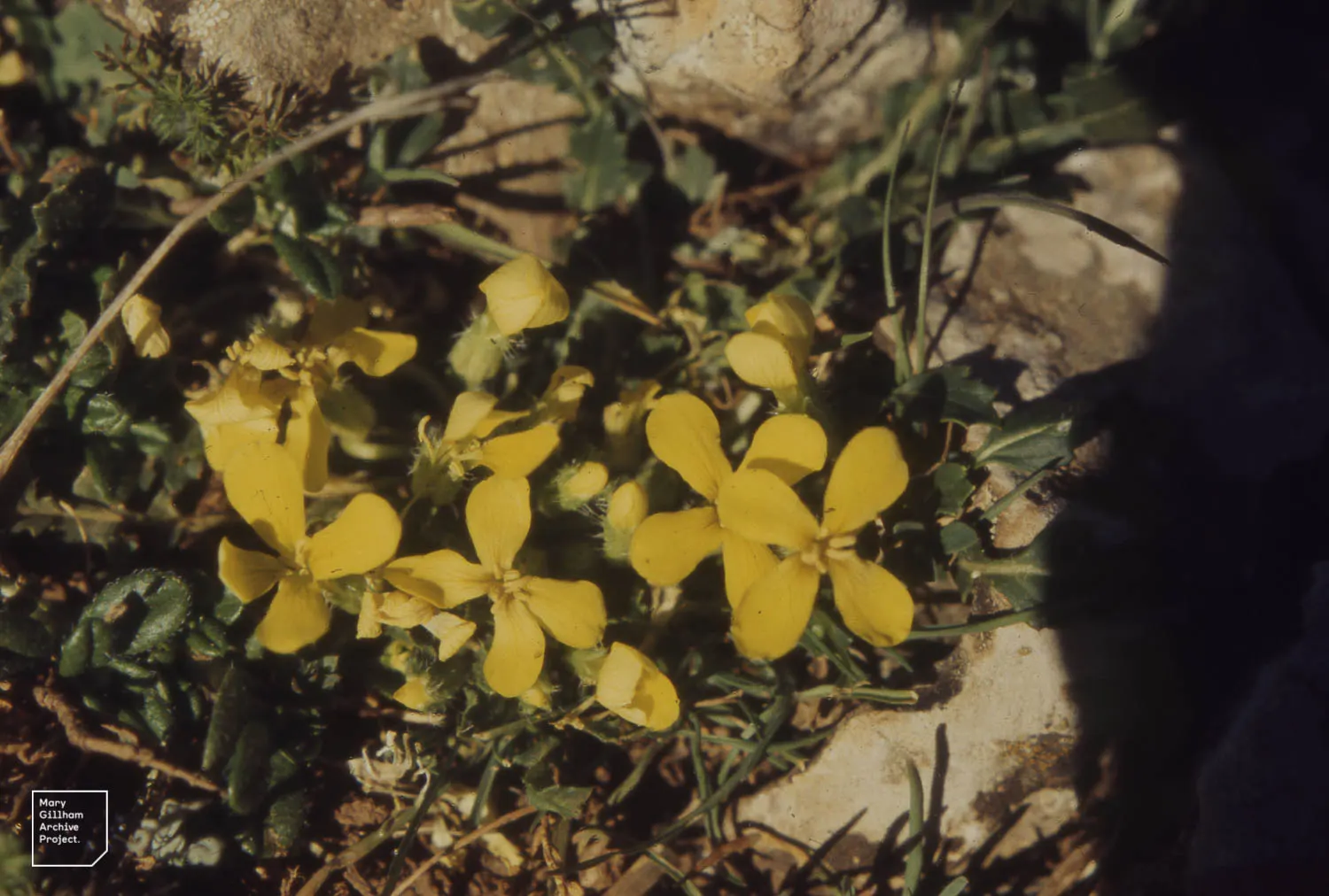 Basket Of Gold (Aurinia Saxatilis) — Ideal for rock gardens, this low-growing plant reaches 6-12 inches high and spreads up to 18 inches wide; the, image 46