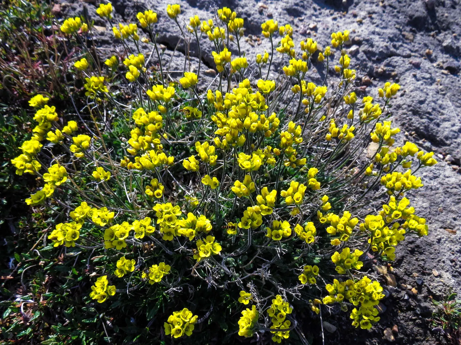 Basket Of Gold (Aurinia Saxatilis) — is a timeless perennial cherished for its abundant clusters of golden-yellow flowers