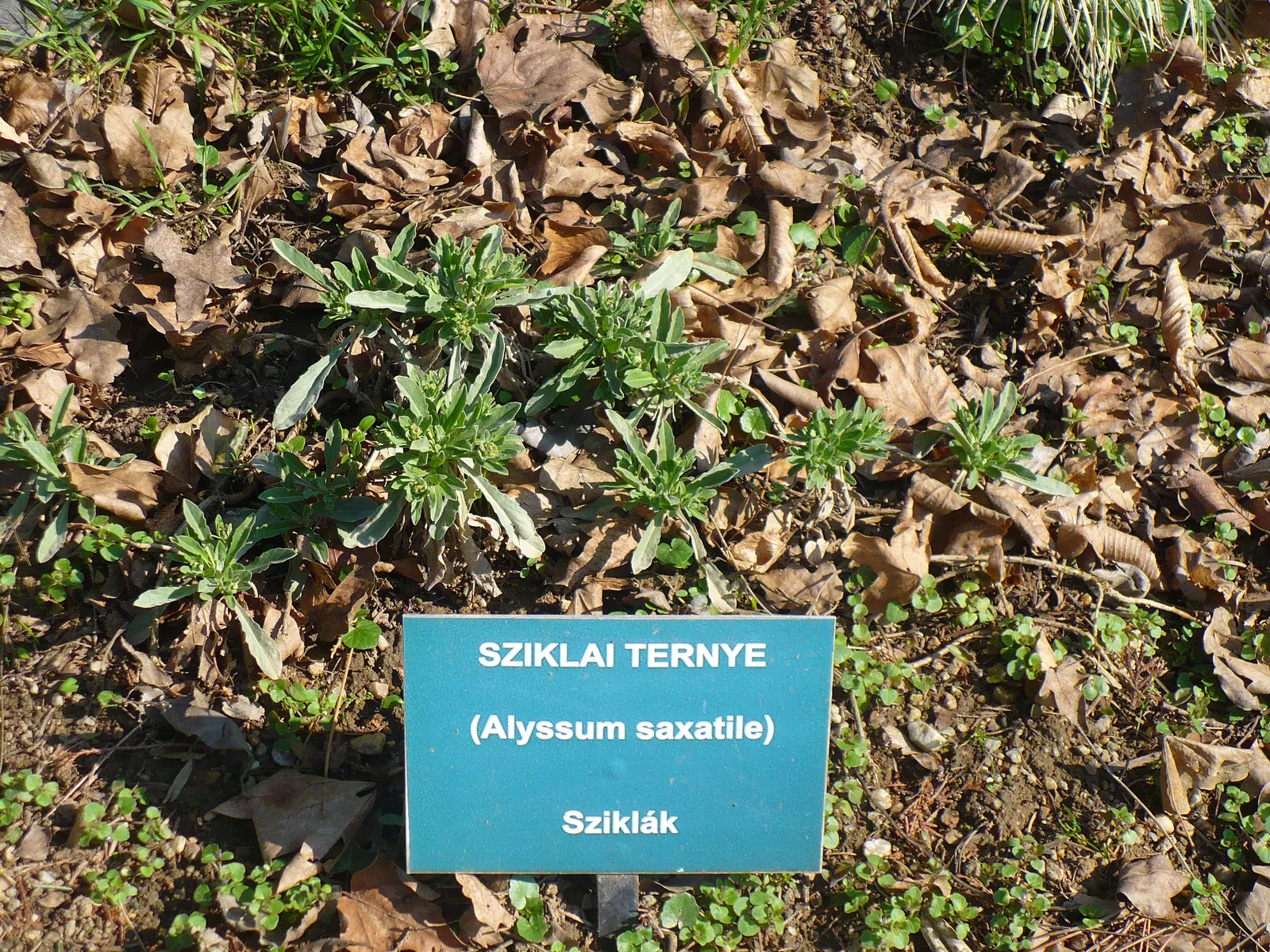 Basket Of Gold (Aurinia Saxatilis) — Hardy in zones 3-7, it thrives in well-drained soil and full sun; incorporate the Basket of Gold into rock gardens