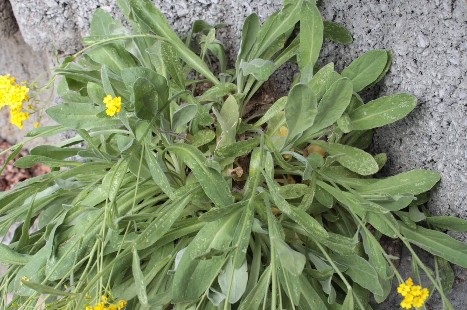 Basket Of Gold (Aurinia Saxatilis) — up to 18 to 24 inches across