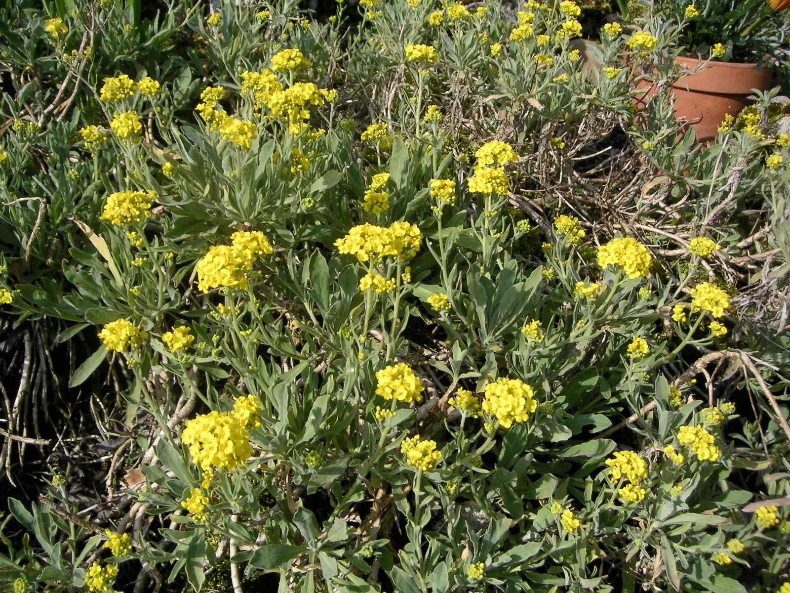 Basket Of Gold (Aurinia Saxatilis) — gold and yellow flowers in the garden; offering excellent ground cover and a striking contrast when paired with purple or