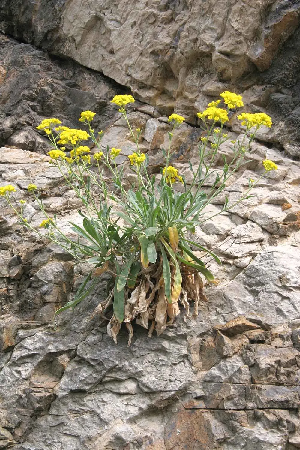 Basket Of Gold (Aurinia Saxatilis) — Ideal for rock gardens, this low-growing plant reaches 6-12 inches high and spreads up to 18 inches wide; the, image 68